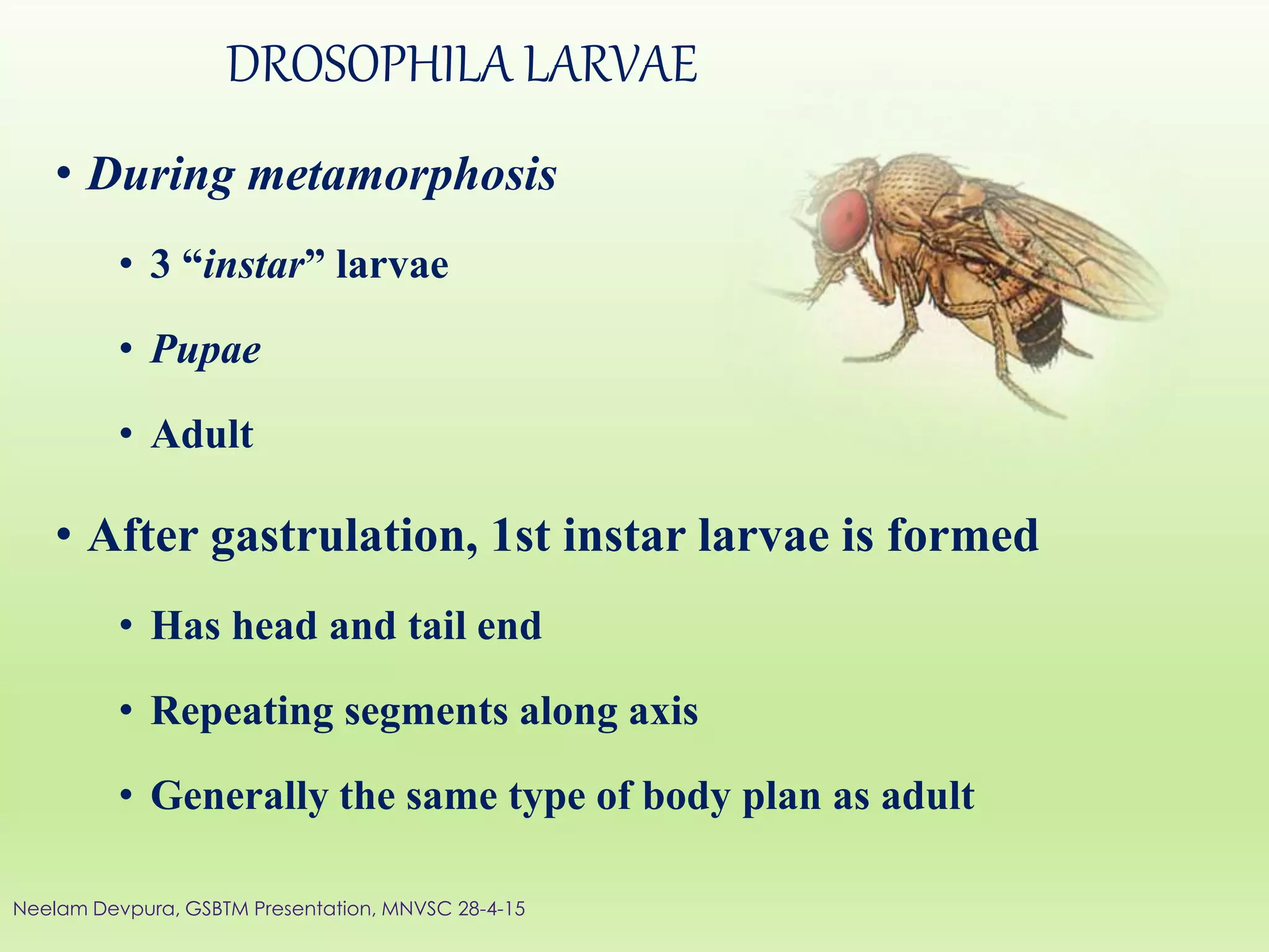 DROSOPHILA LARVAE
• During metamorphosis
• 3 “instar” larvae
• Pupae
• Adult
• After gastrulation, 1st instar larvae is formed
• Has head and tail end
• Repeating segments along axis
• Generally the same type of body plan as adult
Neelam Devpura, GSBTM Presentation, MNVSC 28-4-15
 
