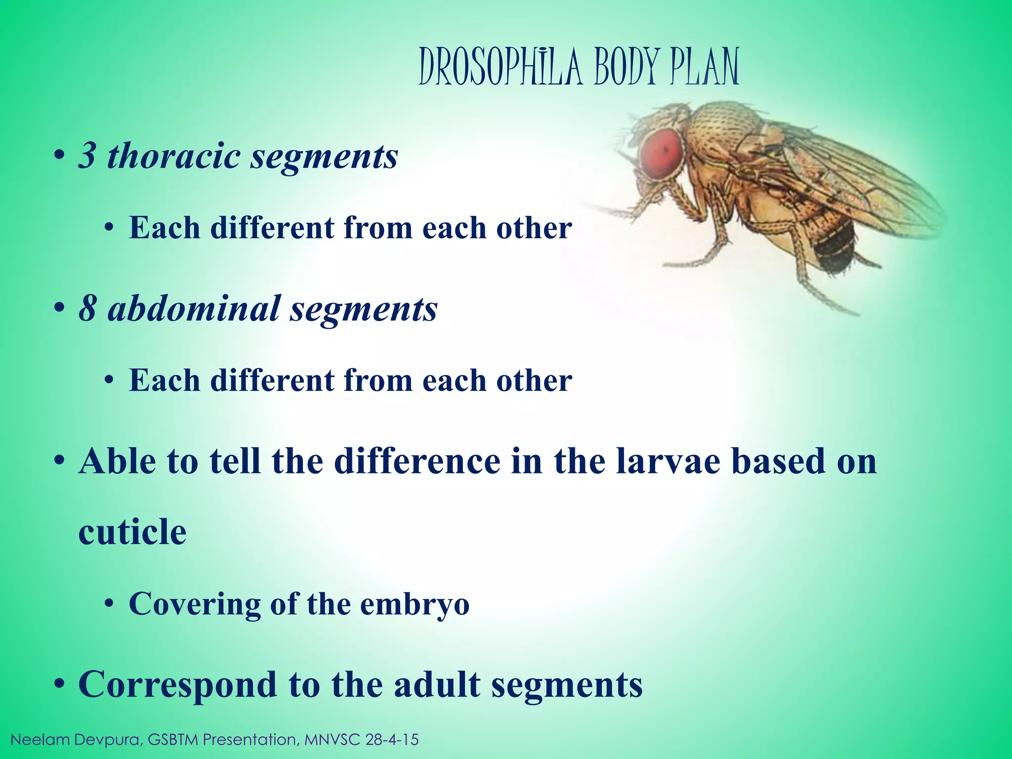 DROSOPHILA BODY PLAN
• 3 thoracic segments
• Each different from each other
• 8 abdominal segments
• Each different from each other
• Able to tell the difference in the larvae based on
cuticle
• Covering of the embryo
• Correspond to the adult segments
Neelam Devpura, GSBTM Presentation, MNVSC 28-4-15
 