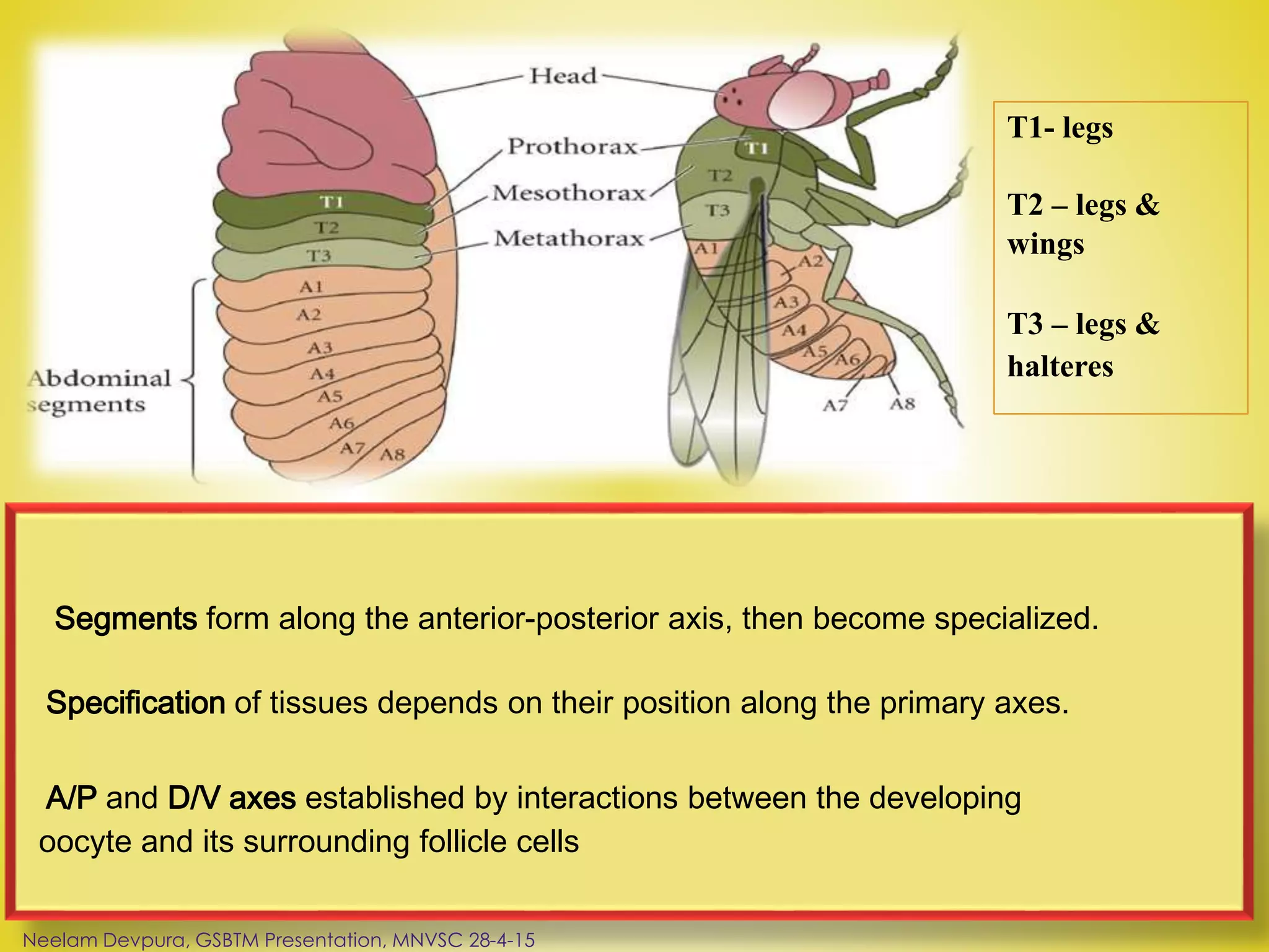 Segments form along the anterior-posterior axis, then become specialized.
Specification of tissues depends on their position along the primary axes.
A/P and D/V axes established by interactions between the developing
oocyte and its surrounding follicle cells
T1- legs
T2 – legs &
wings
T3 – legs &
halteres
Neelam Devpura, GSBTM Presentation, MNVSC 28-4-15
 
