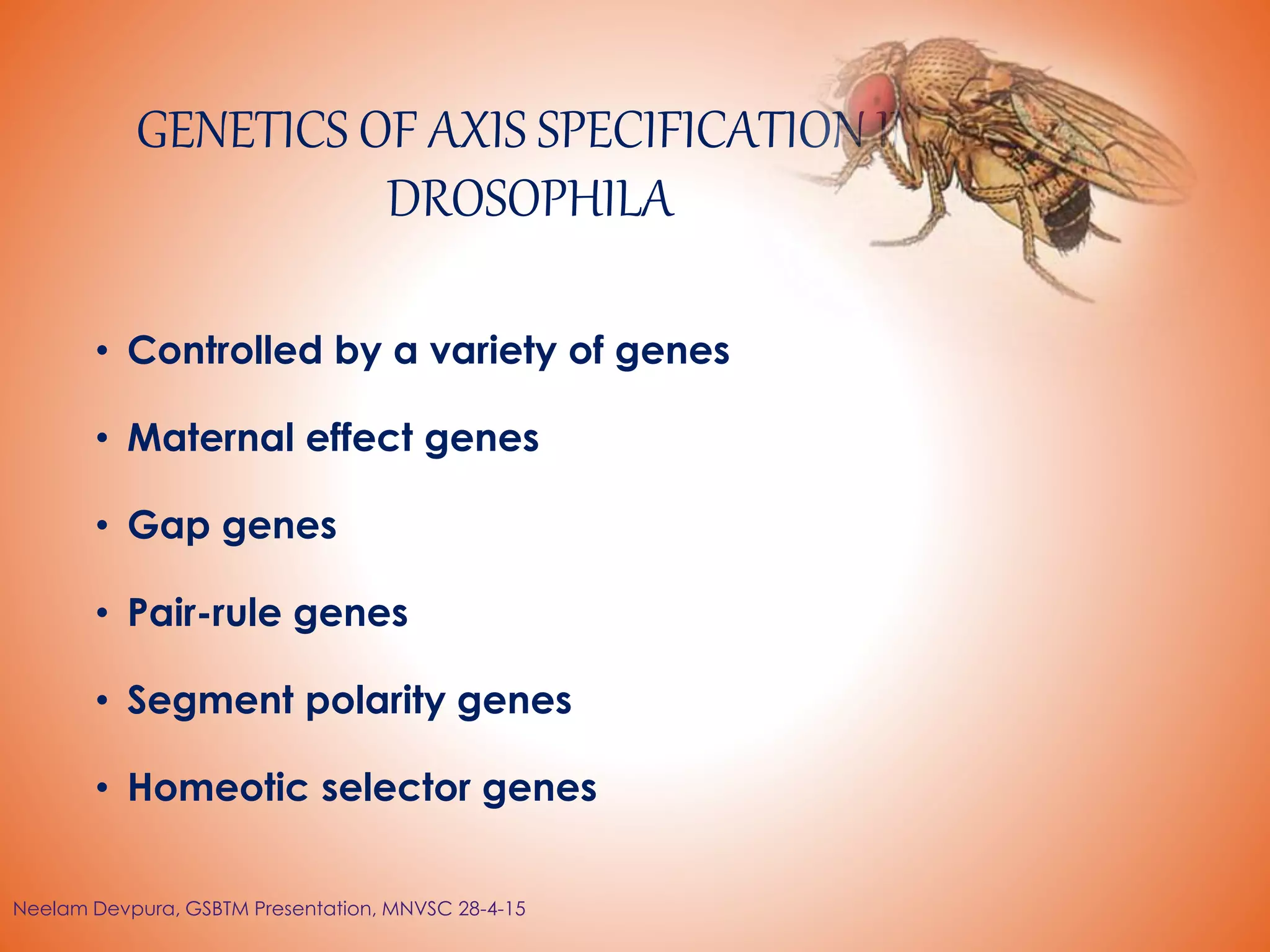 GENETICS OF AXIS SPECIFICATION IN
DROSOPHILA
• Controlled by a variety of genes
• Maternal effect genes
• Gap genes
• Pair-rule genes
• Segment polarity genes
• Homeotic selector genes
Neelam Devpura, GSBTM Presentation, MNVSC 28-4-15
 