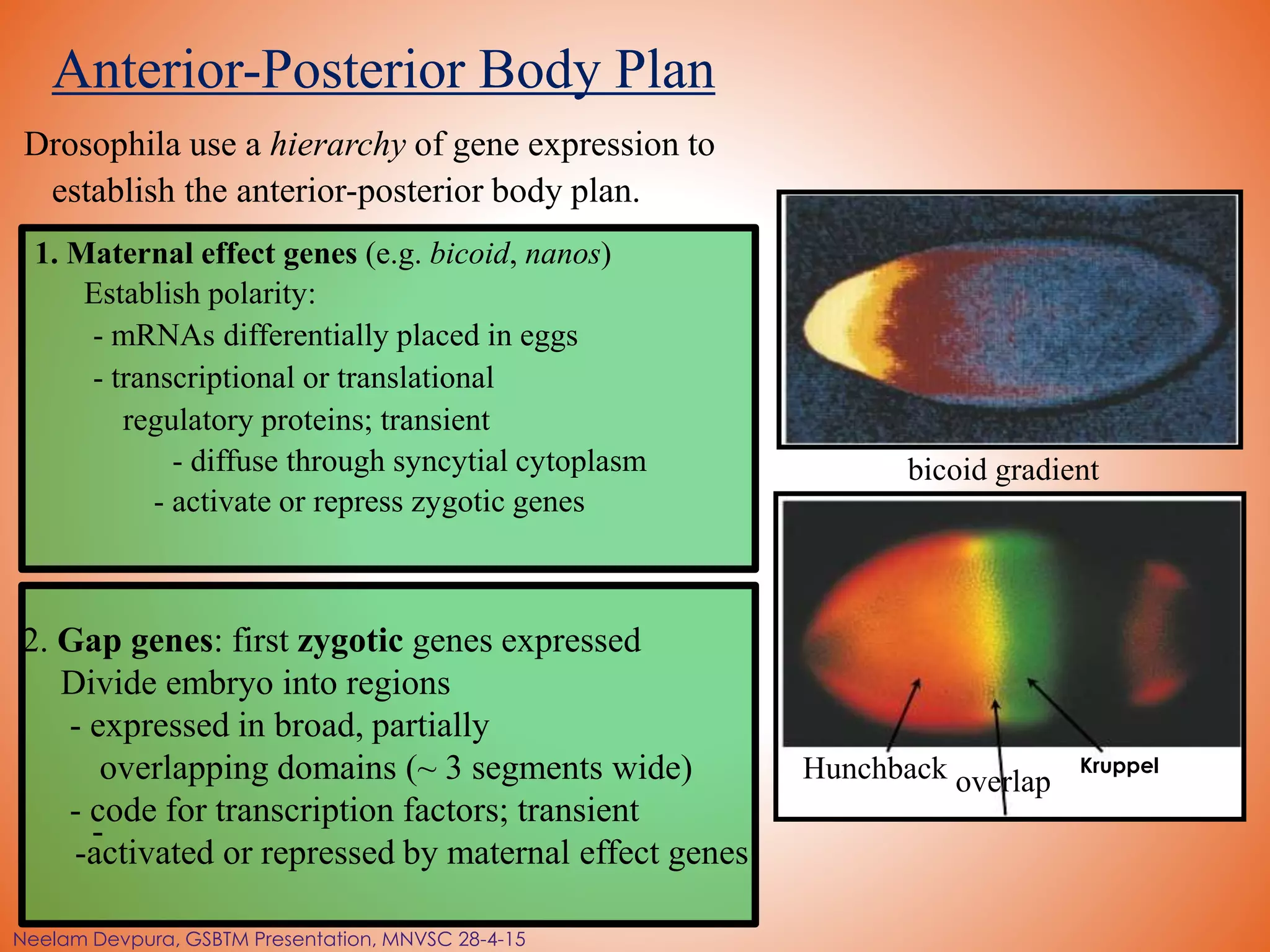 Anterior-Posterior Body Plan
Drosophila use a hierarchy of gene expression to
establish the anterior-posterior body plan.
2. Gap genes: first zygotic genes expressed
Divide embryo into regions
- expressed in broad, partially
overlapping domains (~ 3 segments wide)
- code for transcription factors; transient
-activated or repressed by maternal effect genes
-
Hunchback overlap
bicoid gradient
Kruppel
1. Maternal effect genes (e.g. bicoid, nanos)
Establish polarity:
- mRNAs differentially placed in eggs
- transcriptional or translational
regulatory proteins; transient
- diffuse through syncytial cytoplasm
- activate or repress zygotic genes
Neelam Devpura, GSBTM Presentation, MNVSC 28-4-15
 