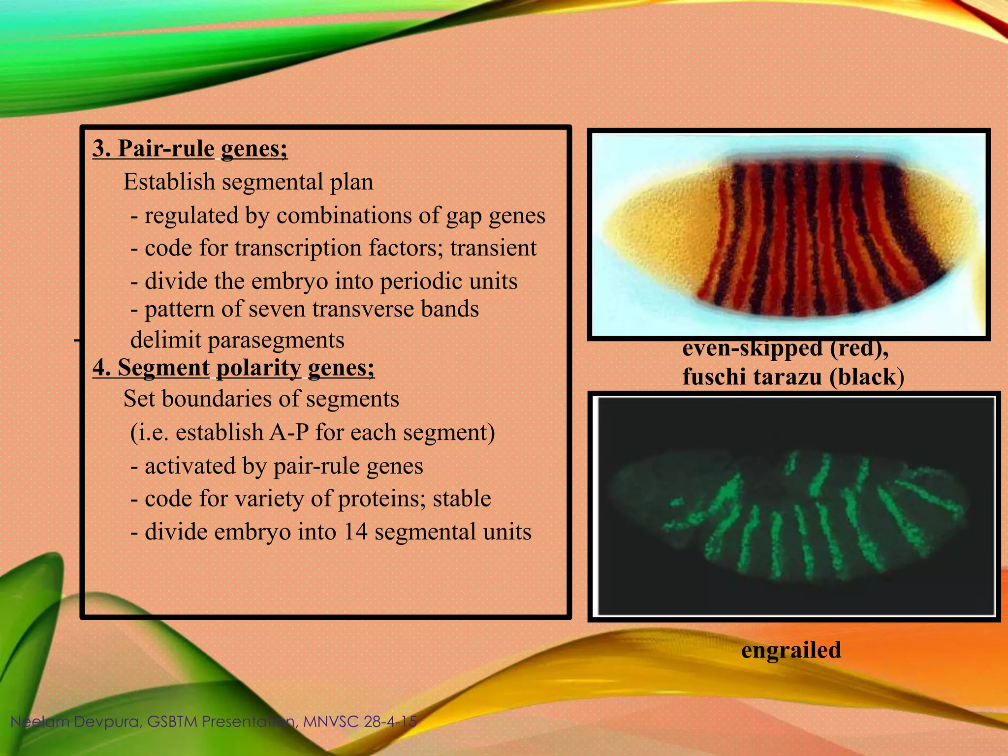 - even-skipped (red),
fuschi tarazu (black)
engrailed
3. Pair-rule genes;
Establish segmental plan
- regulated by combinations of gap genes
- code for transcription factors; transient
- divide the embryo into periodic units
- pattern of seven transverse bands
delimit parasegments
4. Segment polarity genes;
Set boundaries of segments
(i.e. establish A-P for each segment)
- activated by pair-rule genes
- code for variety of proteins; stable
- divide embryo into 14 segmental units
Neelam Devpura, GSBTM Presentation, MNVSC 28-4-15
 