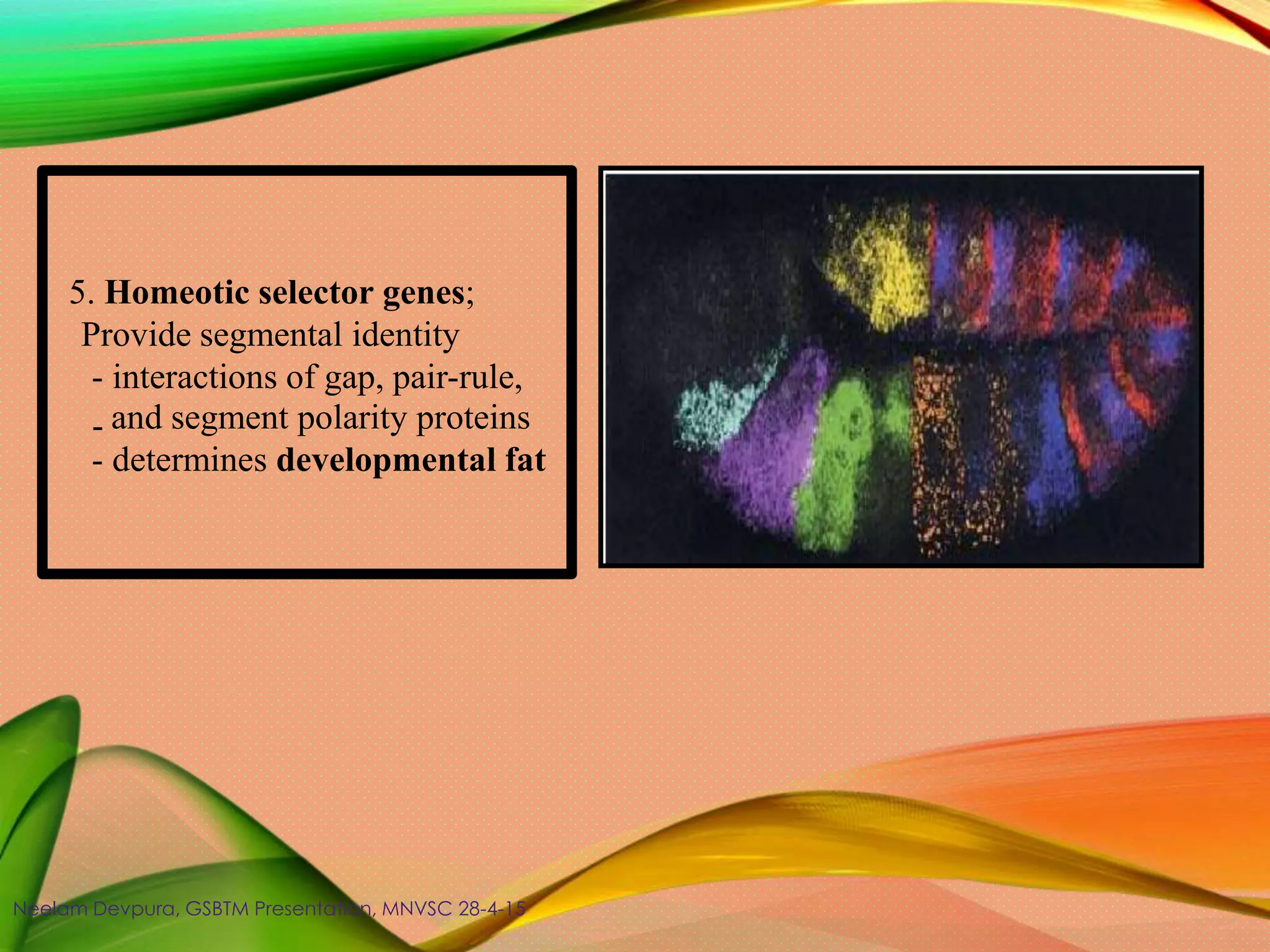 -
5. Homeotic selector genes;
Provide segmental identity
- interactions of gap, pair-rule,
and segment polarity proteins
- determines developmental fat
Neelam Devpura, GSBTM Presentation, MNVSC 28-4-15
 
