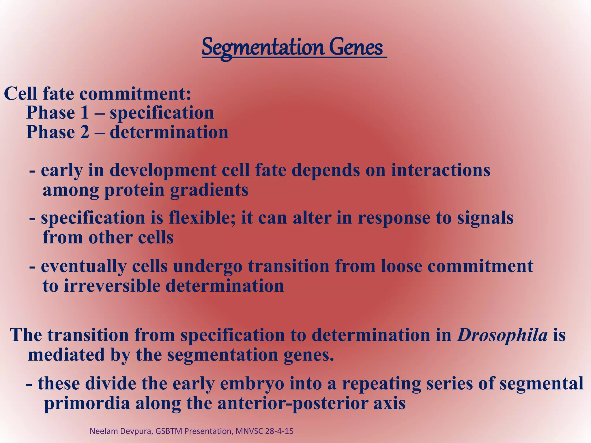 Segmentation Genes
Cell fate commitment:
Phase 1 – specification
Phase 2 – determination
- early in development cell fate depends on interactions
among protein gradients
- specification is flexible; it can alter in response to signals
from other cells
- eventually cells undergo transition from loose commitment
to irreversible determination
The transition from specification to determination in Drosophila is
mediated by the segmentation genes.
- these divide the early embryo into a repeating series of segmental
primordia along the anterior-posterior axis
Neelam Devpura, GSBTM Presentation, MNVSC 28-4-15
 