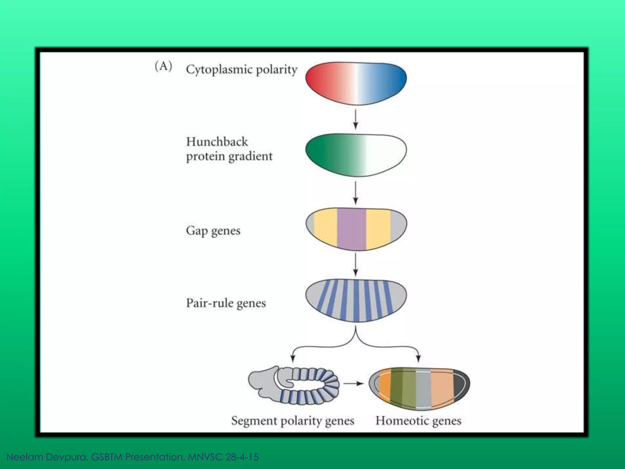 Neelam Devpura, GSBTM Presentation, MNVSC 28-4-15
 