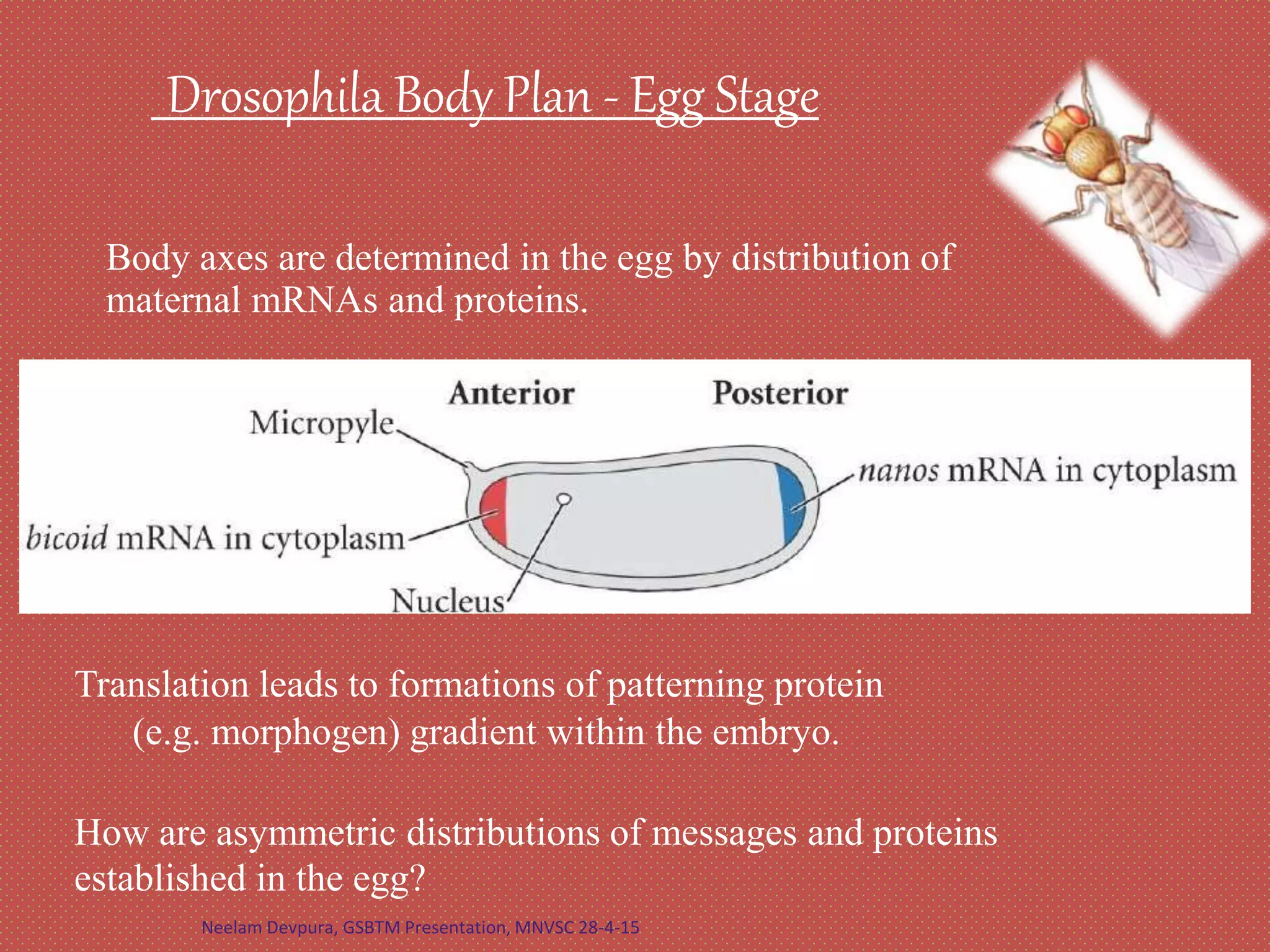 Drosophila Body Plan - Egg Stage
Translation leads to formations of patterning protein
(e.g. morphogen) gradient within the embryo.
Body axes are determined in the egg by distribution of
maternal mRNAs and proteins.
How are asymmetric distributions of messages and proteins
established in the egg?
Neelam Devpura, GSBTM Presentation, MNVSC 28-4-15
 