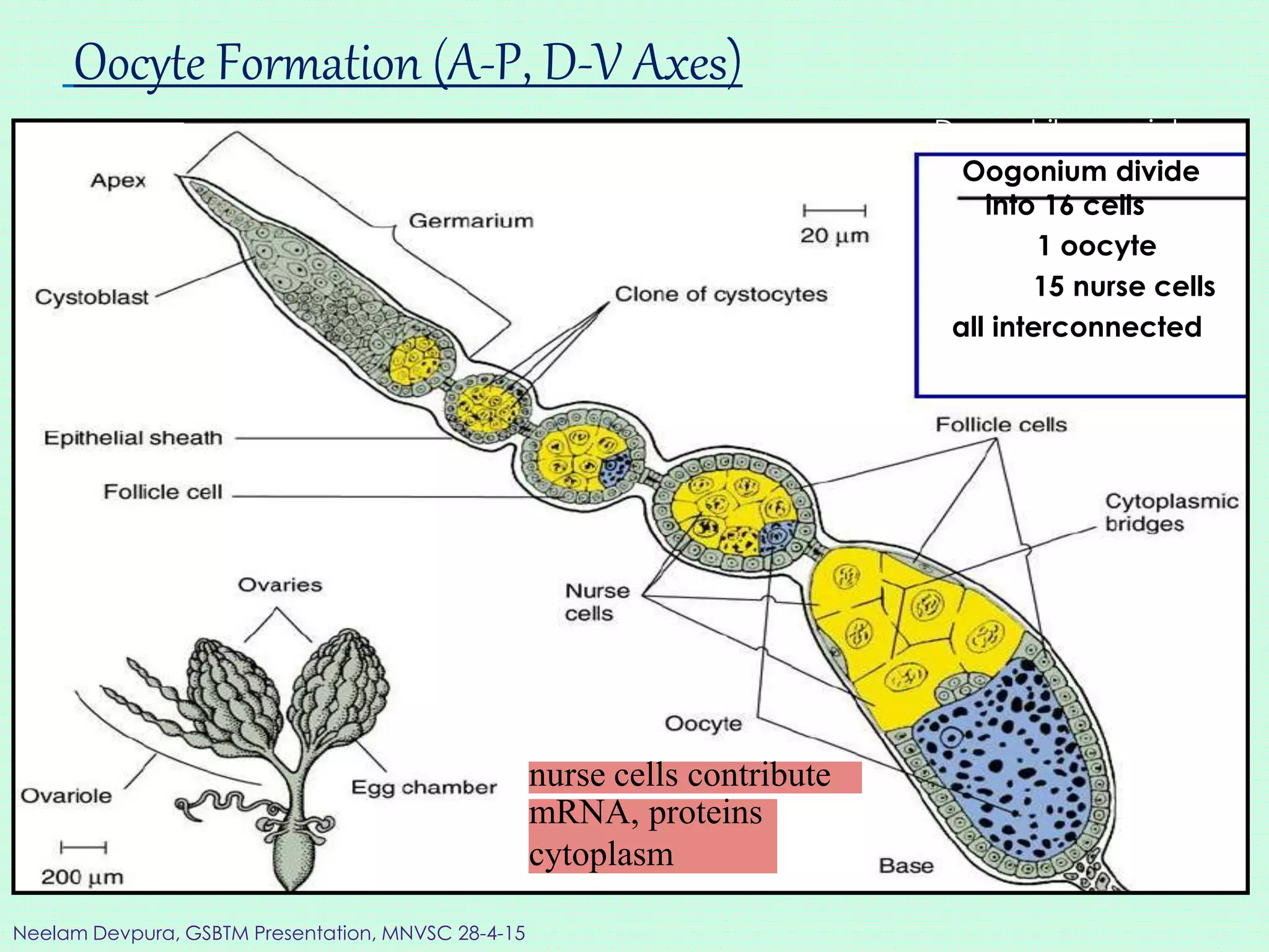 Oocyte Formation (A-P, D-V Axes)
nurse cells contribute
mRNA, proteins
cytoplasm
Drosophila ovariole
Oogonium divide
into 16 cells
1 oocyte
15 nurse cells
all interconnected
Neelam Devpura, GSBTM Presentation, MNVSC 28-4-15
 