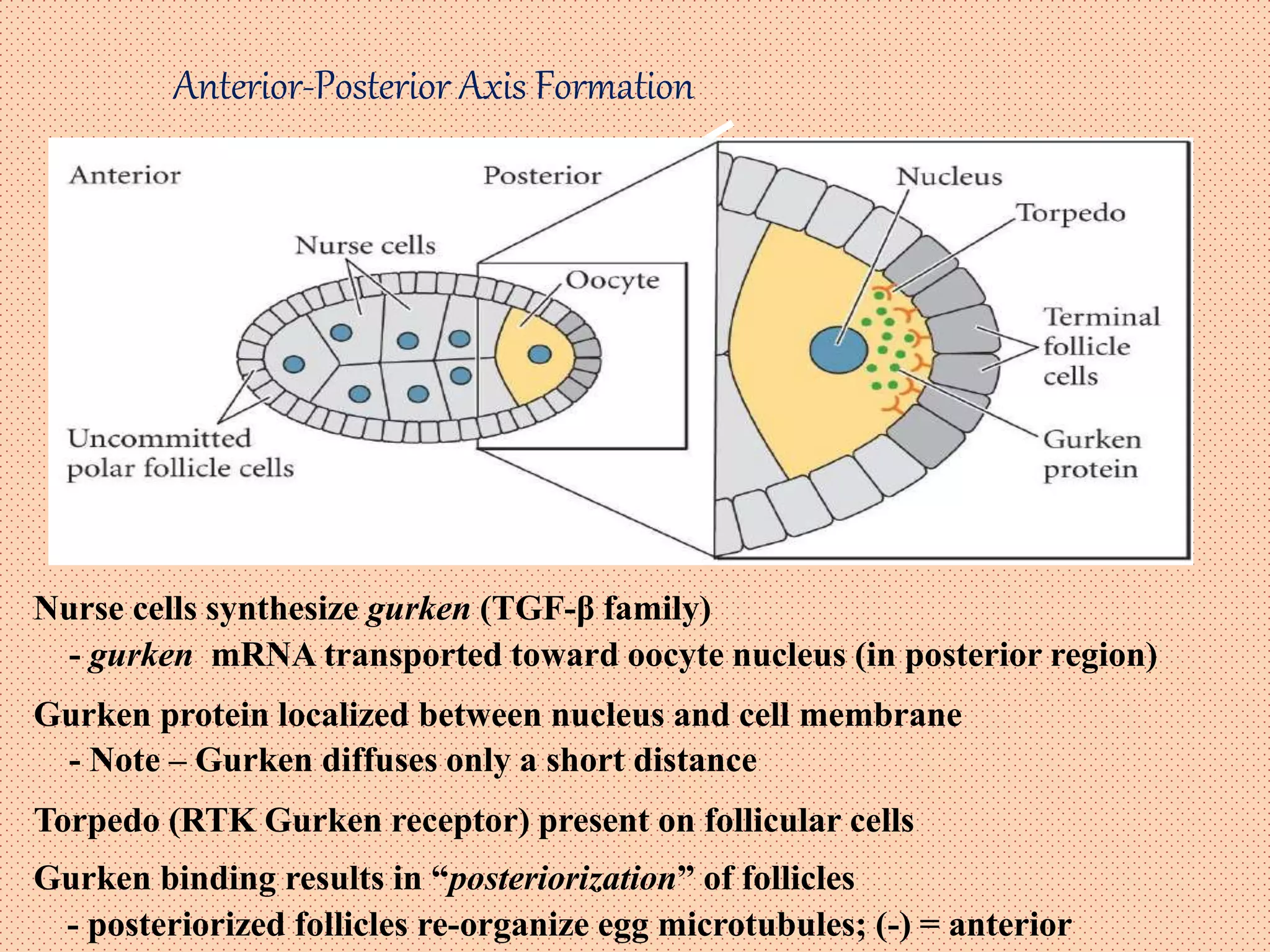 Anterior-Posterior Axis Formation
Torpedo (RTK Gurken receptor) present on follicular cells
Gurken binding results in “posteriorization” of follicles
- posteriorized follicles re-organize egg microtubules; (-) = anterior
Gurken protein localized between nucleus and cell membrane
- Note – Gurken diffuses only a short distance
Nurse cells synthesize gurken (TGF-β family)
- gurken mRNA transported toward oocyte nucleus (in posterior region)
 