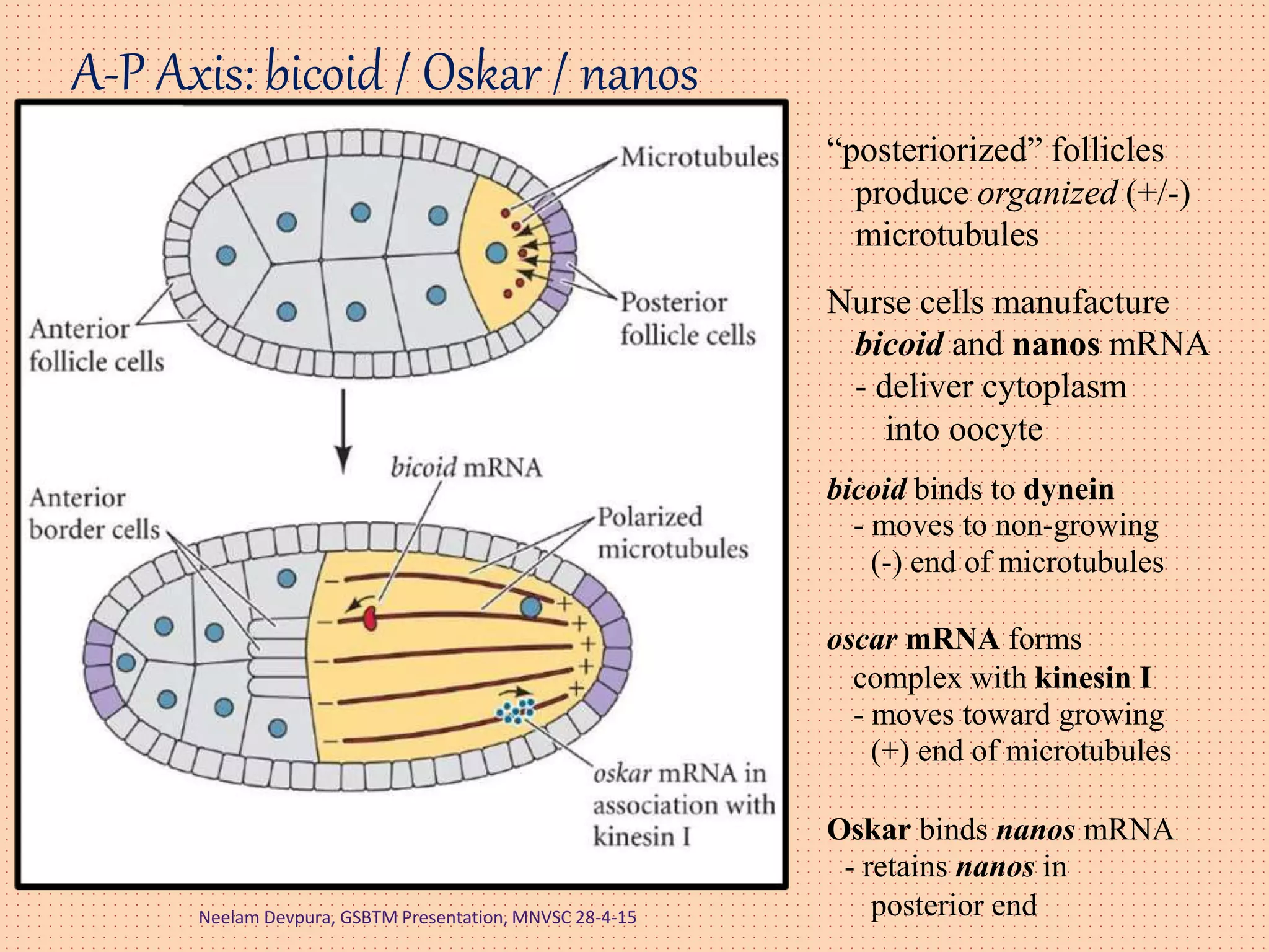 A-P Axis: bicoid / Oskar / nanos
Nurse cells manufacture
bicoid and nanos mRNA
- deliver cytoplasm
into oocyte
bicoid binds to dynein
- moves to non-growing
(-) end of microtubules
oscar mRNA forms
complex with kinesin I
- moves toward growing
(+) end of microtubules
Oskar binds nanos mRNA
- retains nanos in
posterior end
“posteriorized” follicles
produce organized (+/-)
microtubules
Neelam Devpura, GSBTM Presentation, MNVSC 28-4-15
 