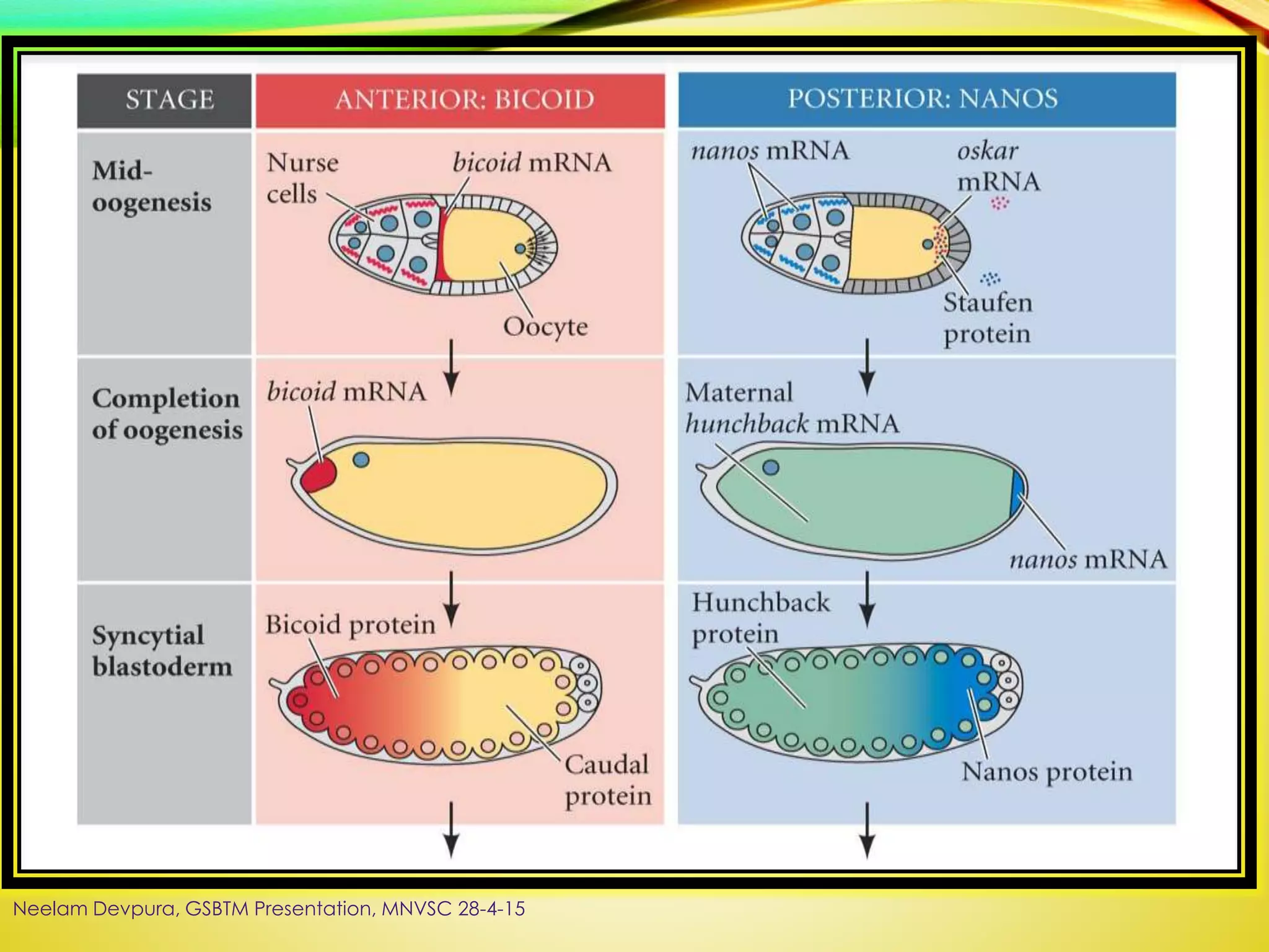 Neelam Devpura, GSBTM Presentation, MNVSC 28-4-15
 