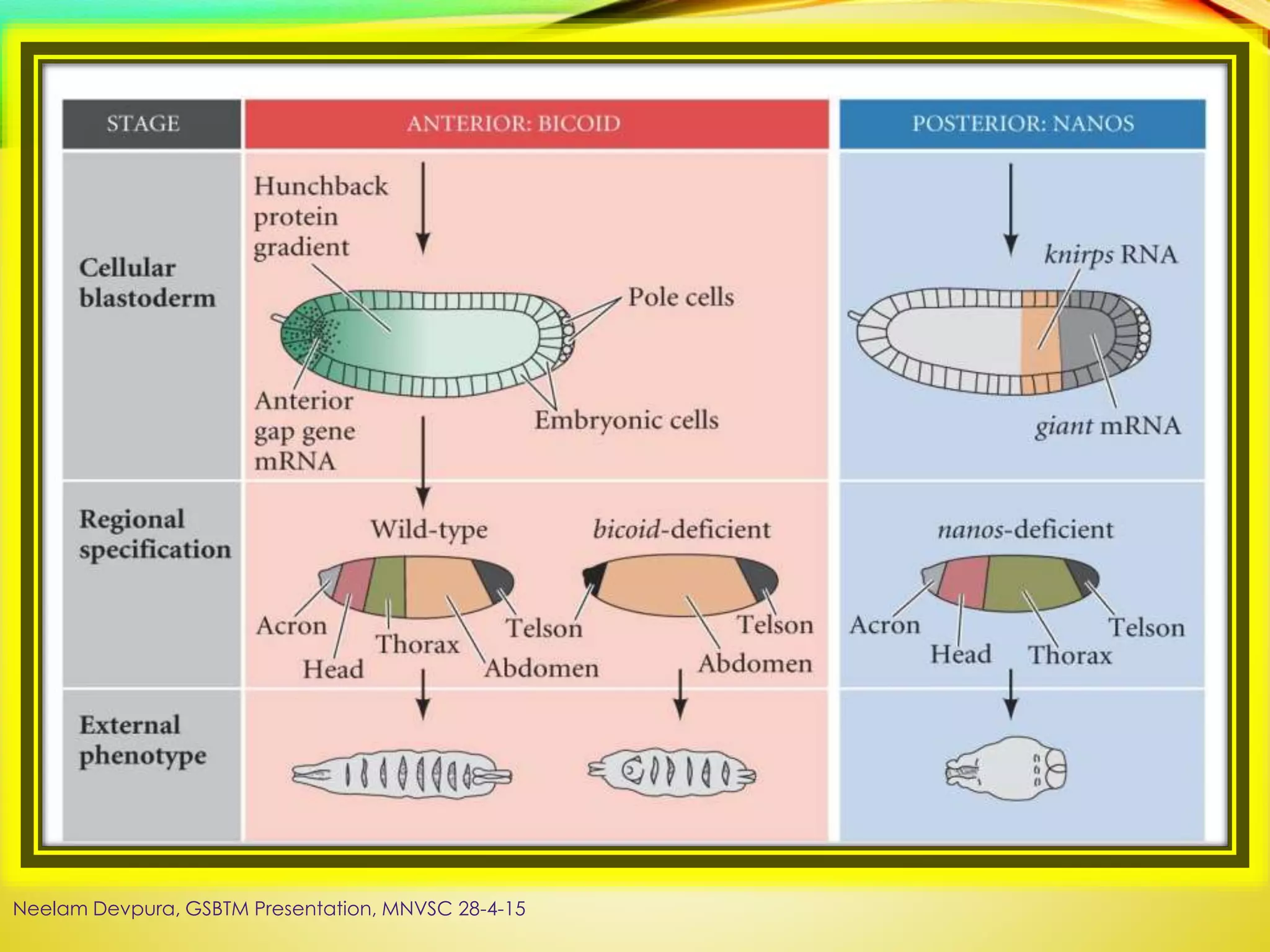 Neelam Devpura, GSBTM Presentation, MNVSC 28-4-15
 