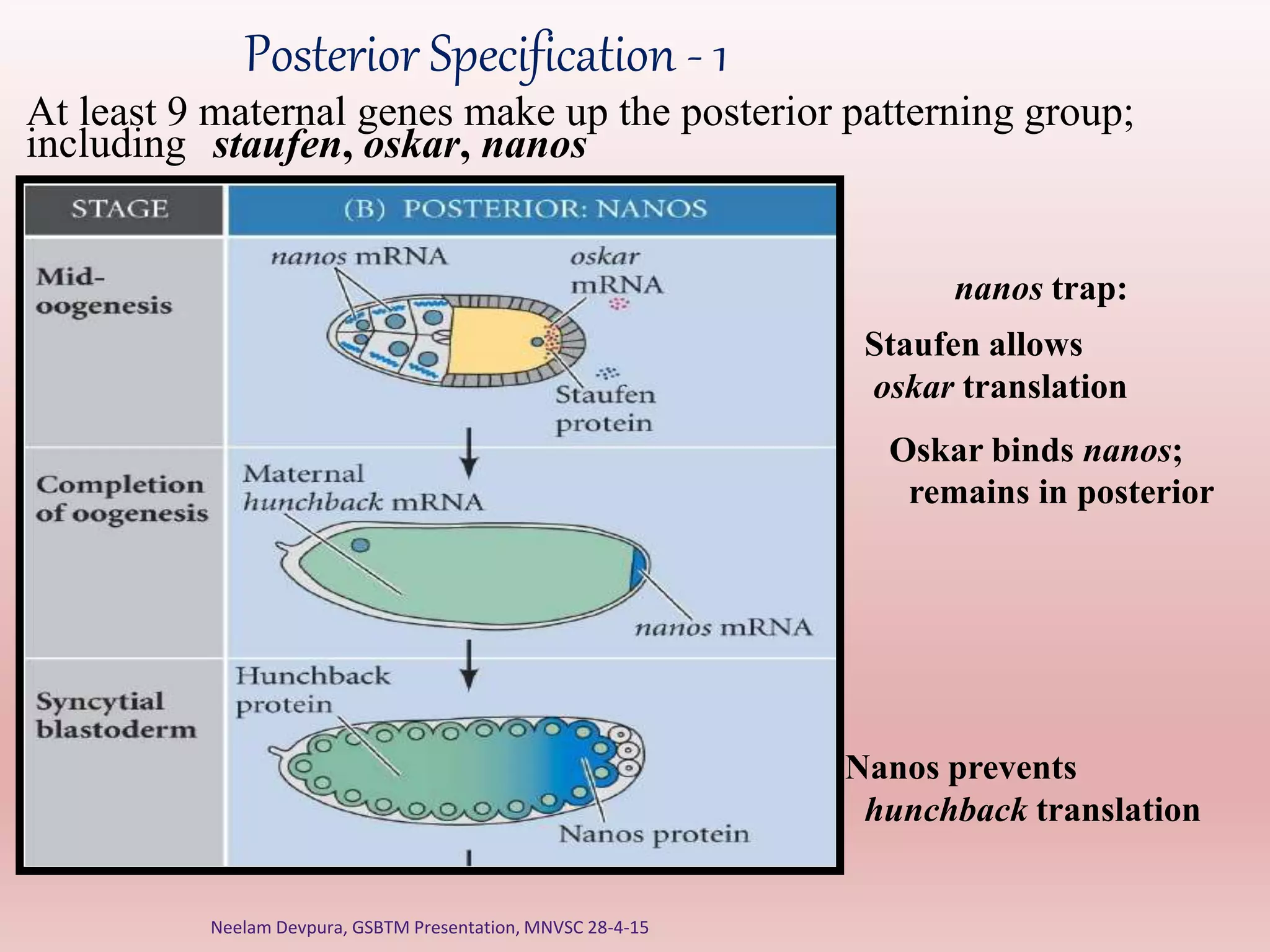 Posterior Specification - 1
Nanos prevents
hunchback translation
Oskar binds nanos;
remains in posterior
At least 9 maternal genes make up the posterior patterning group;
including
nanos trap:
Staufen allows
oskar translation
staufen, oskar, nanos
Neelam Devpura, GSBTM Presentation, MNVSC 28-4-15
 