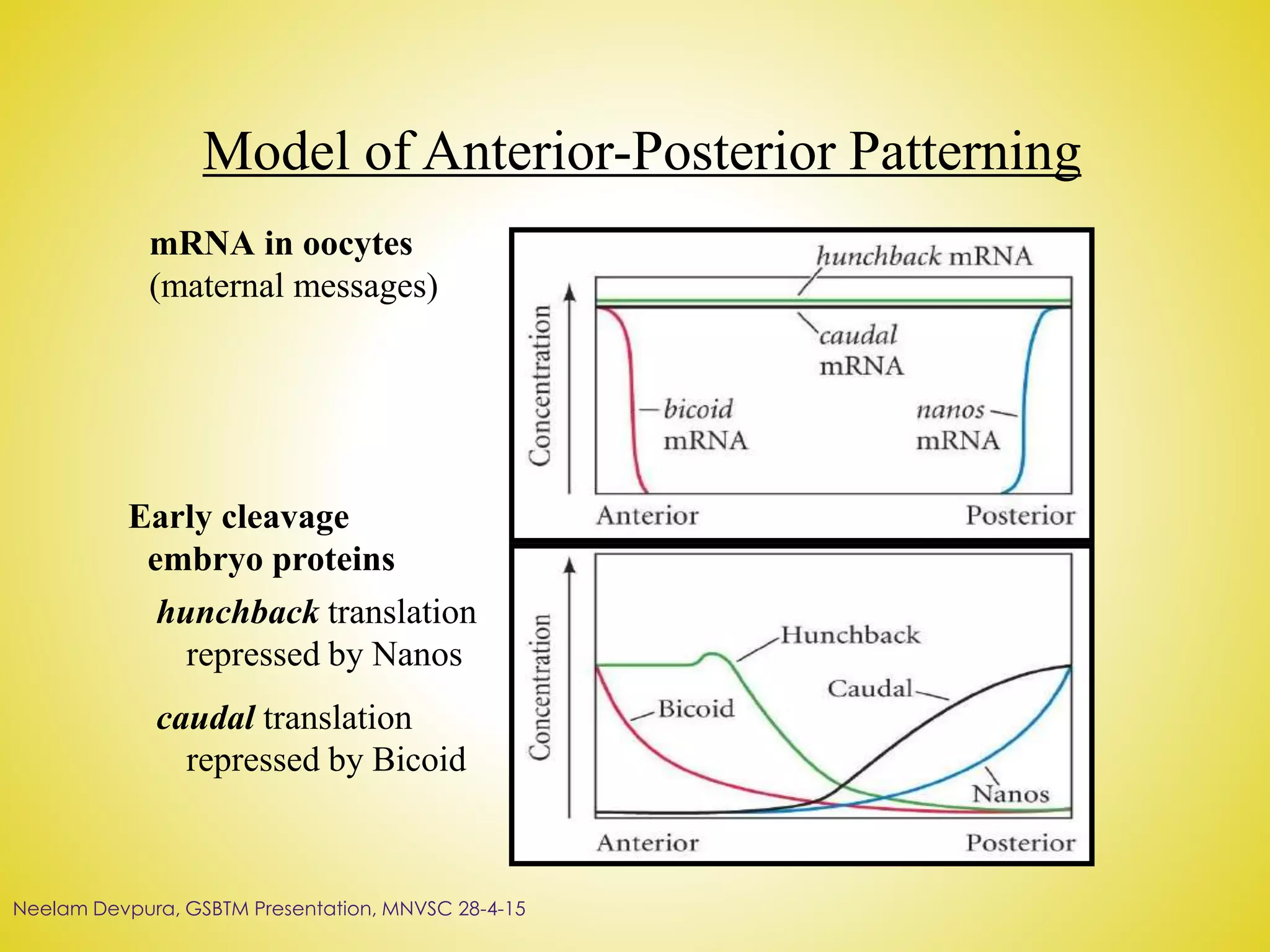 Model of Anterior-Posterior Patterning
mRNA in oocytes
(maternal messages)
Early cleavage
embryo proteins
hunchback translation
repressed by Nanos
caudal translation
repressed by Bicoid
Neelam Devpura, GSBTM Presentation, MNVSC 28-4-15
 