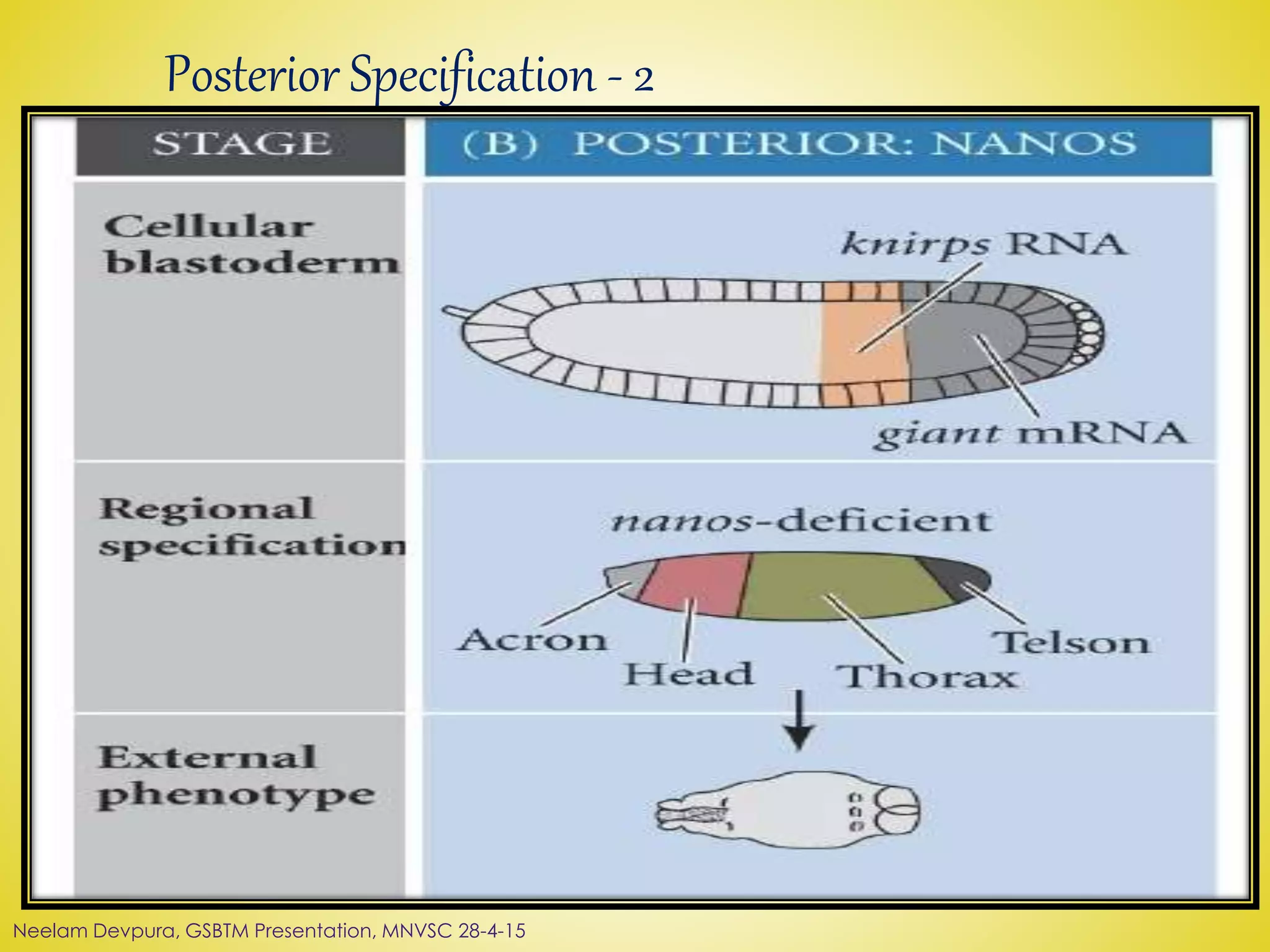 Posterior Specification - 2
Neelam Devpura, GSBTM Presentation, MNVSC 28-4-15
 