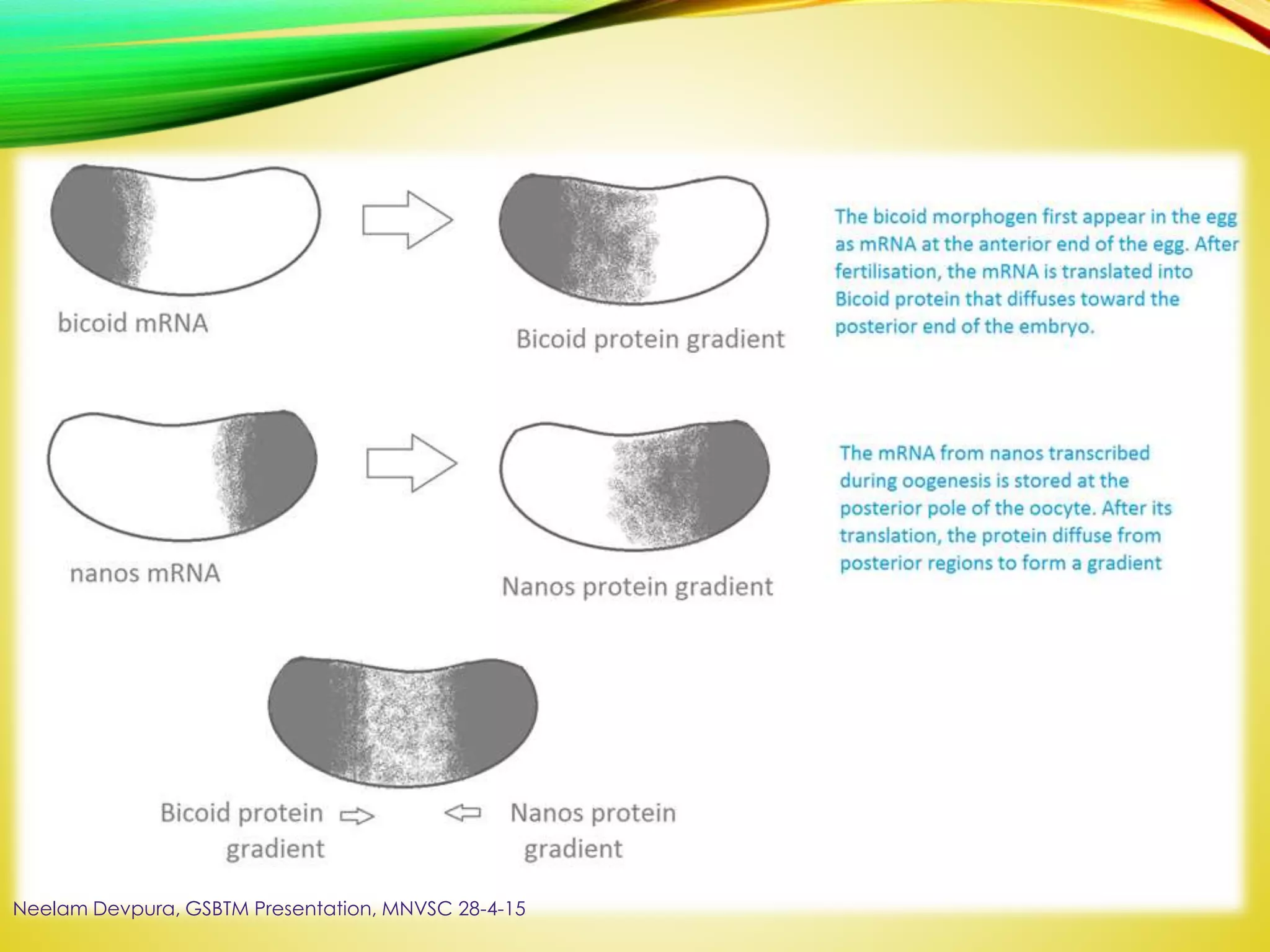 Neelam Devpura, GSBTM Presentation, MNVSC 28-4-15
 