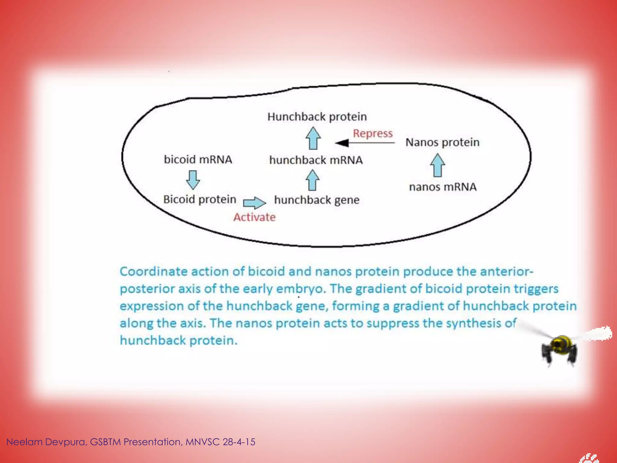 Neelam Devpura, GSBTM Presentation, MNVSC 28-4-15
 