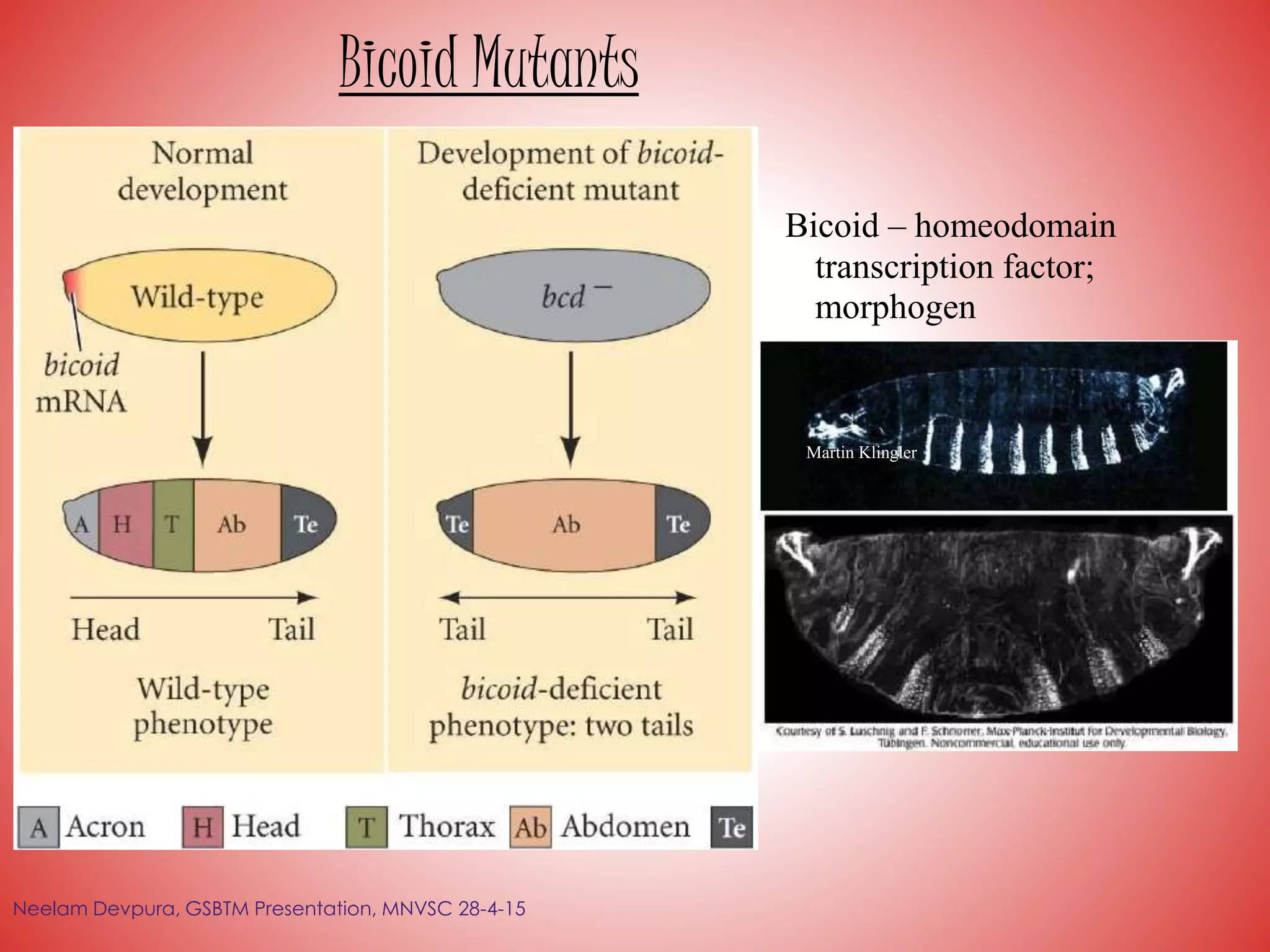 Bicoid Mutants
Martin Klingler
Bicoid – homeodomain
transcription factor;
morphogen
Neelam Devpura, GSBTM Presentation, MNVSC 28-4-15
 