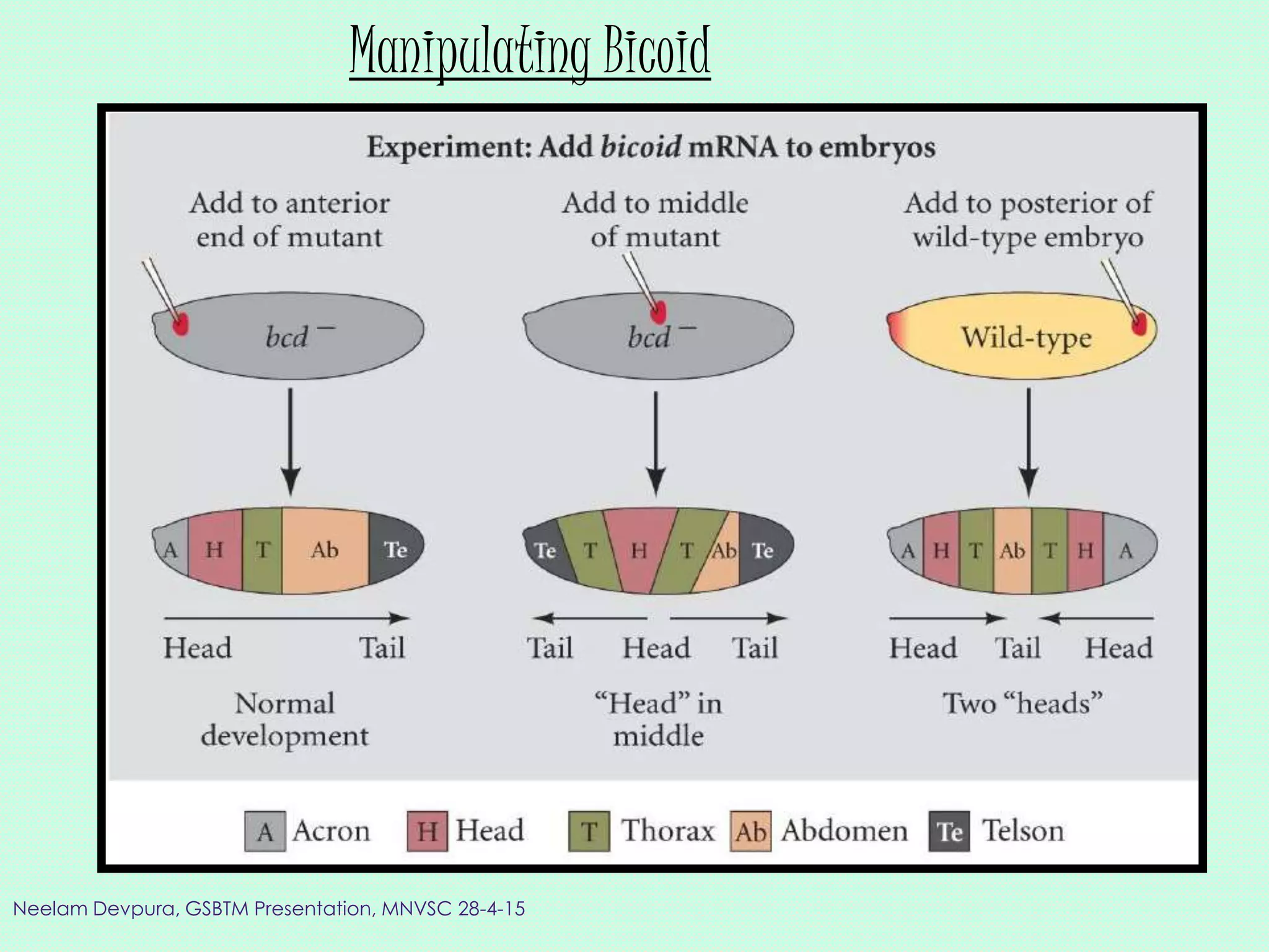 Manipulating Bicoid
Neelam Devpura, GSBTM Presentation, MNVSC 28-4-15
 