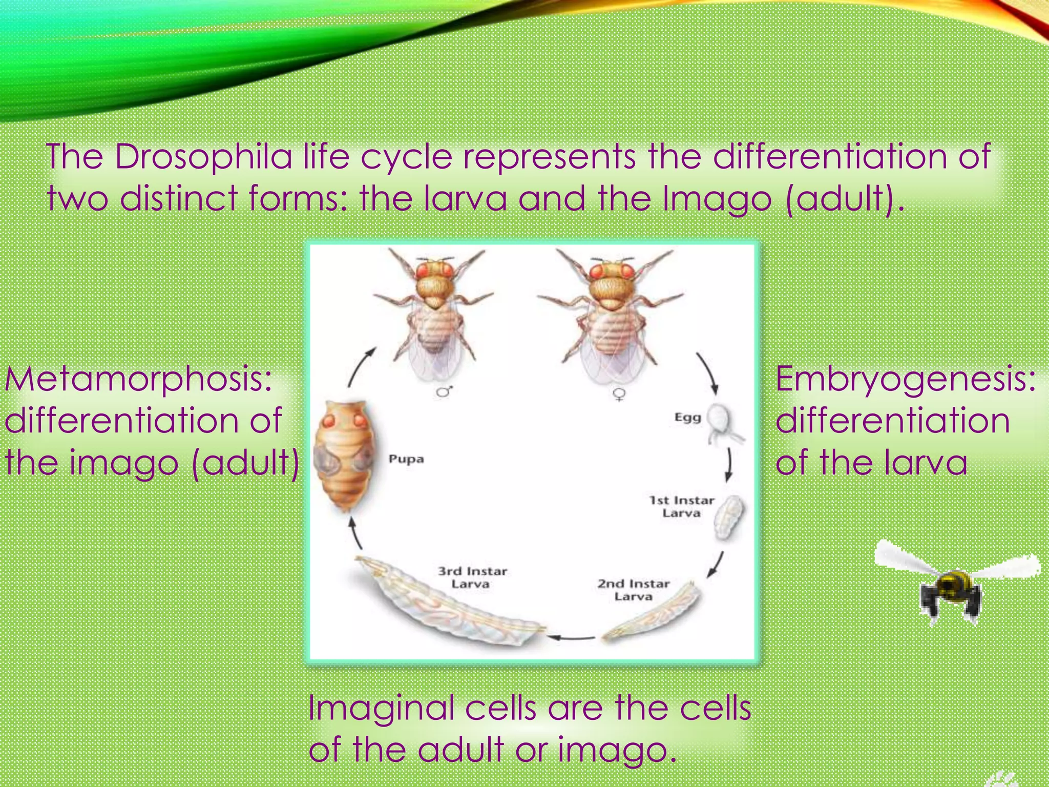 The Drosophila life cycle represents the differentiation of
two distinct forms: the larva and the Imago (adult).
Embryogenesis:
differentiation
of the larva
Metamorphosis:
differentiation of
the imago (adult)
Imaginal cells are the cells
of the adult or imago.
 