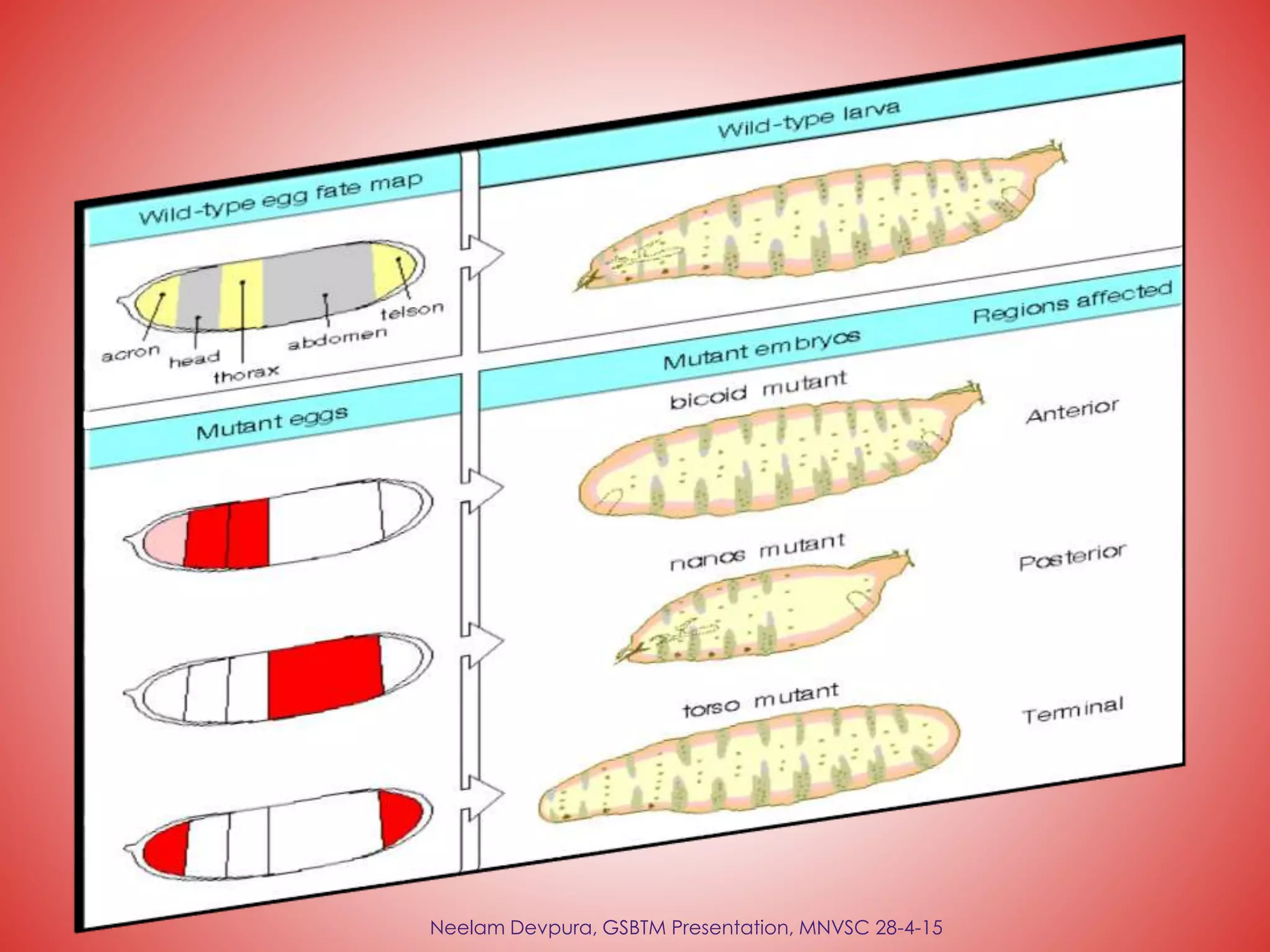 Neelam Devpura, GSBTM Presentation, MNVSC 28-4-15
 