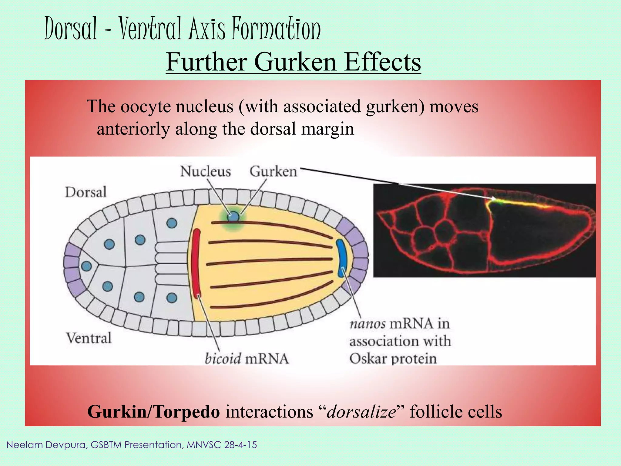 Dorsal - Ventral Axis Formation
Further Gurken Effects
The oocyte nucleus (with associated gurken) moves
anteriorly along the dorsal margin
Gurkin/Torpedo interactions “dorsalize” follicle cells
Neelam Devpura, GSBTM Presentation, MNVSC 28-4-15
 