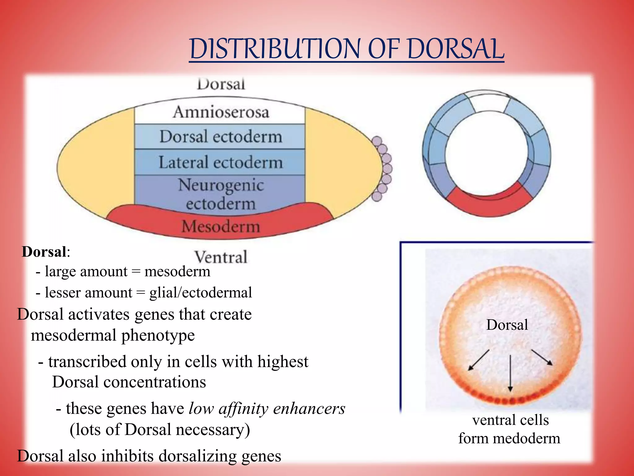 Dorsal activates genes that create
mesodermal phenotype
- transcribed only in cells with highest
Dorsal concentrations
- these genes have low affinity enhancers
(lots of Dorsal necessary)
Dorsal also inhibits dorsalizing genes
Dorsal
ventral cells
form medoderm
DISTRIBUTION OF DORSAL
Dorsal:
- large amount = mesoderm
- lesser amount = glial/ectodermal
 