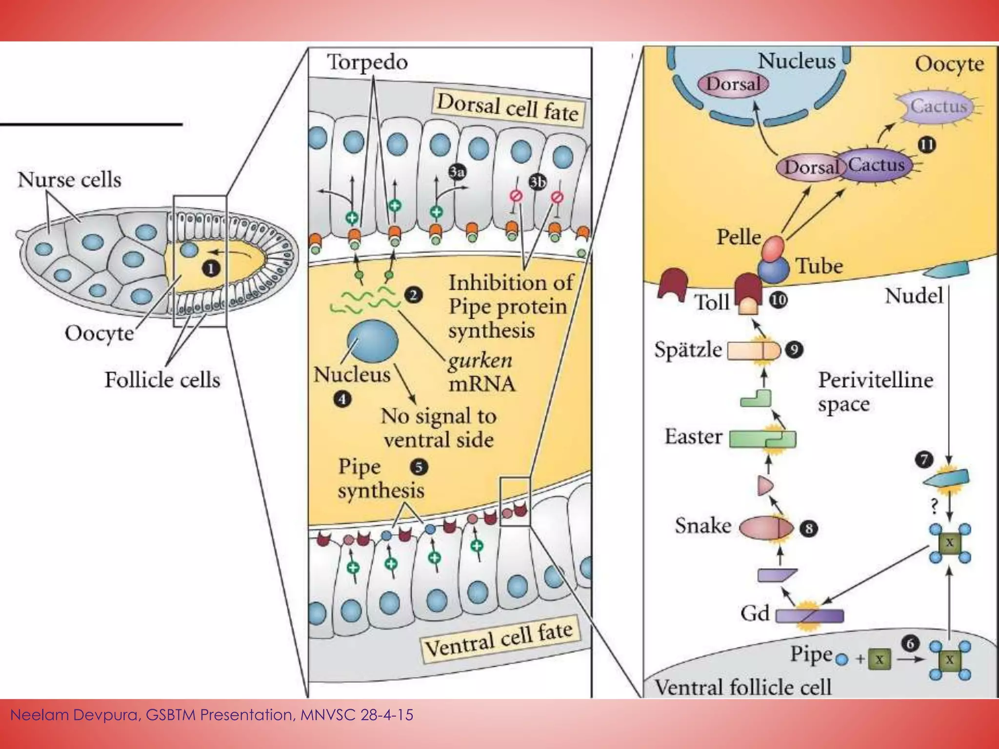 Neelam Devpura, GSBTM Presentation, MNVSC 28-4-15
 