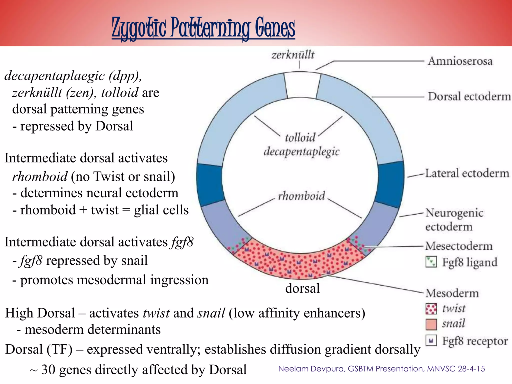 Zygotic Patterning Genes
decapentaplaegic (dpp),
zerknüllt (zen), tolloid are
dorsal patterning genes
- repressed by Dorsal
Intermediate dorsal activates
rhomboid (no Twist or snail)
- determines neural ectoderm
- rhomboid + twist = glial cells
Intermediate dorsal activates fgf8
- fgf8 repressed by snail
- promotes mesodermal ingression
dorsal
High Dorsal – activates twist and snail (low affinity enhancers)
- mesoderm determinants
Dorsal (TF) – expressed ventrally; establishes diffusion gradient dorsally
~ 30 genes directly affected by Dorsal Neelam Devpura, GSBTM Presentation, MNVSC 28-4-15
 