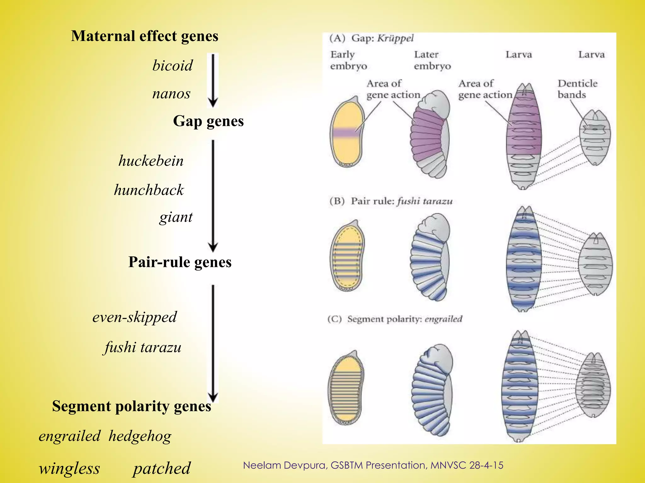 wingless patched
Maternal effect genes
bicoid
nanos
Gap genes
huckebein
hunchback
giant
Pair-rule genes
even-skipped
fushi tarazu
Segment polarity genes
engrailed hedgehog
Neelam Devpura, GSBTM Presentation, MNVSC 28-4-15
 