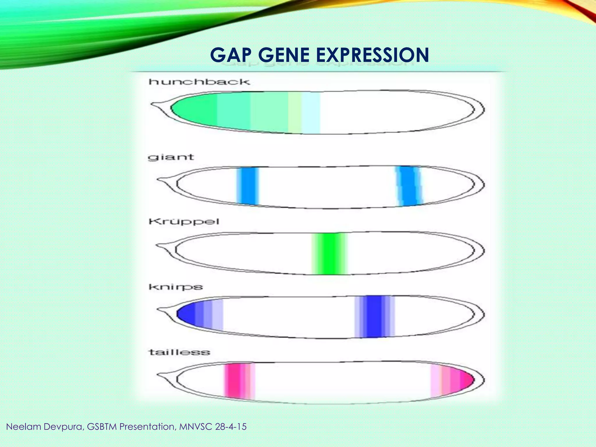 GAP GENE EXPRESSION
Neelam Devpura, GSBTM Presentation, MNVSC 28-4-15
 