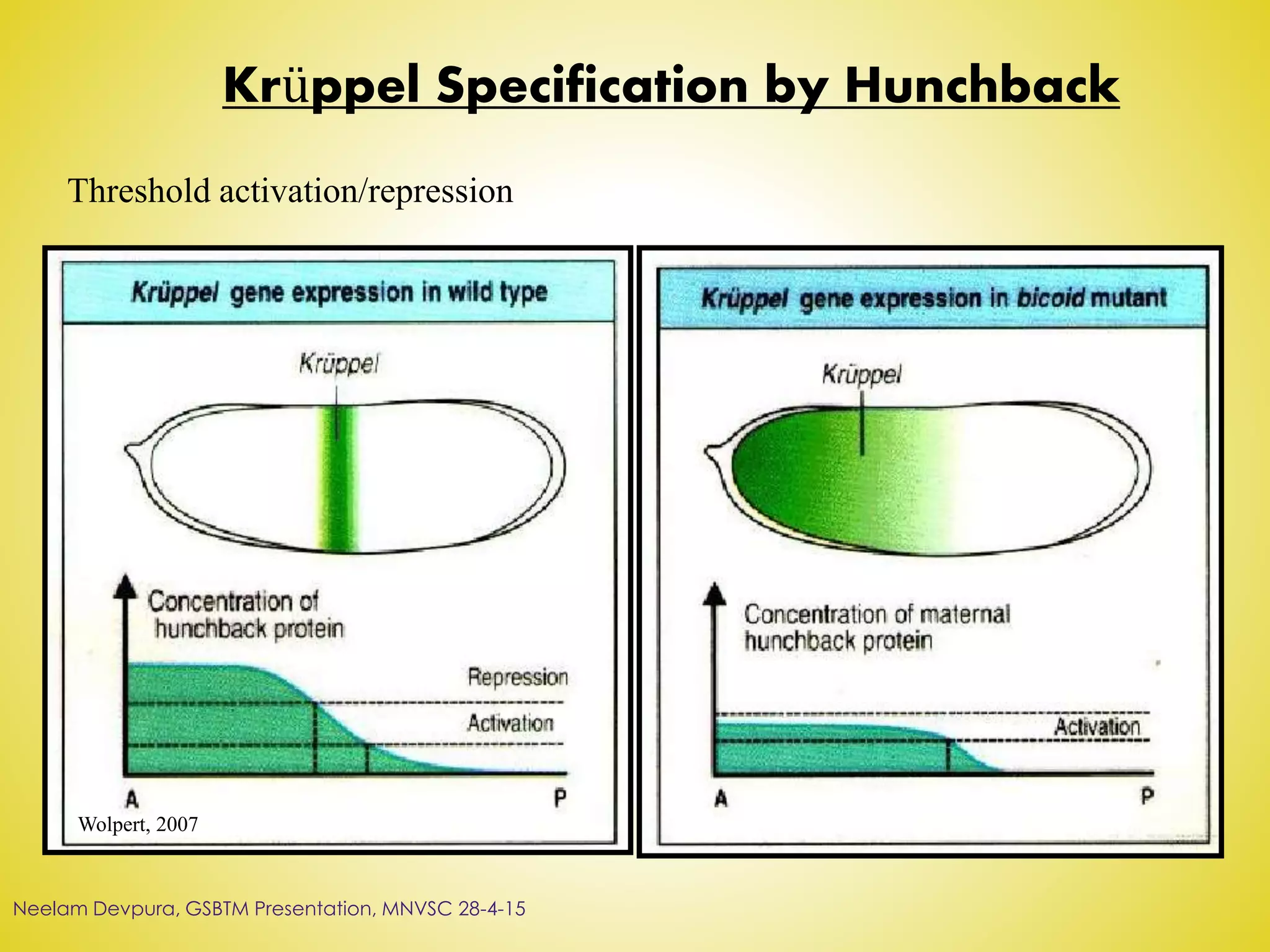 Krüppel Specification by Hunchback
Wolpert, 2007
Threshold activation/repression
Neelam Devpura, GSBTM Presentation, MNVSC 28-4-15
 
