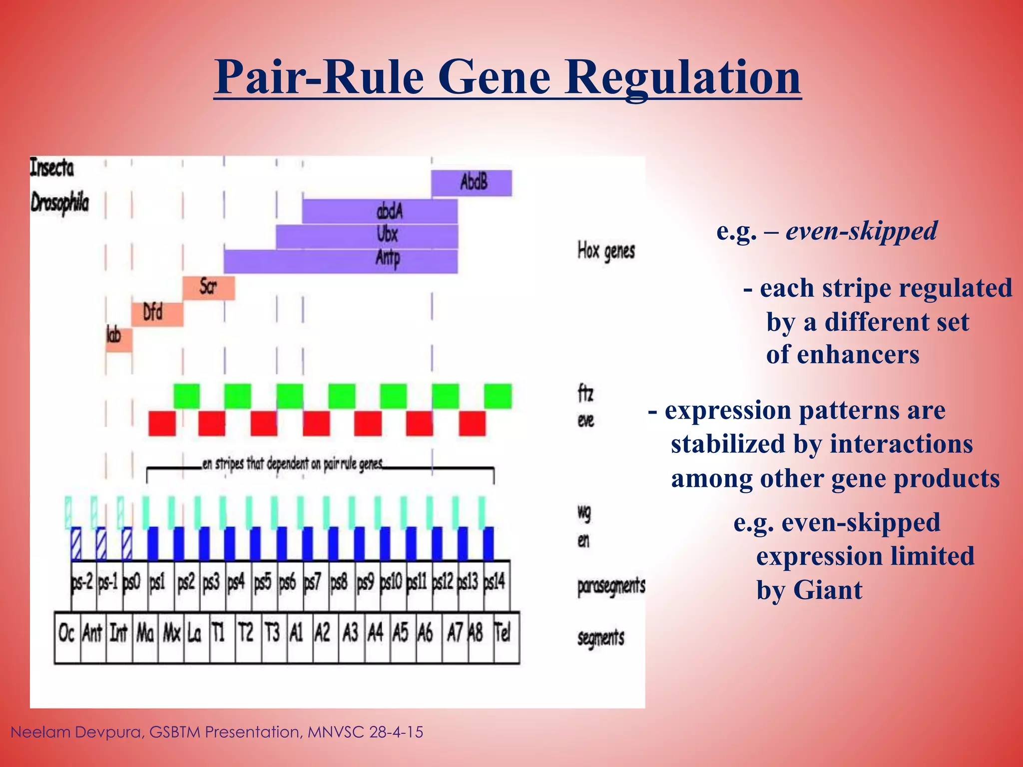 Pair-Rule Gene Regulation
e.g. – even-skipped
- each stripe regulated
by a different set
of enhancers
- expression patterns are
stabilized by interactions
among other gene products
e.g. even-skipped
expression limited
by Giant
Neelam Devpura, GSBTM Presentation, MNVSC 28-4-15
 