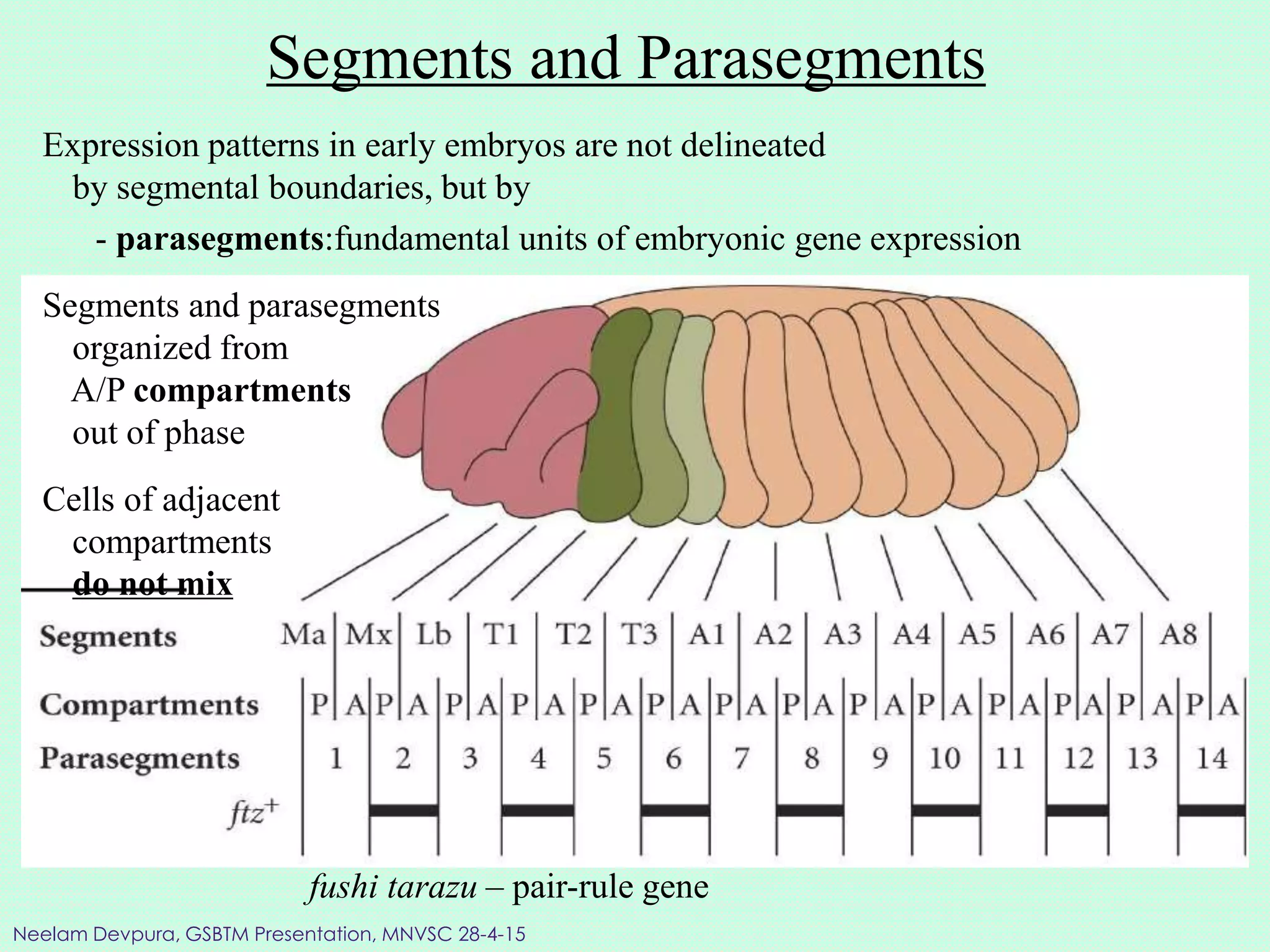 fushi tarazu – pair-rule gene
Segments and Parasegments
Segments and parasegments
organized from
A/P compartments
out of phase
Cells of adjacent
compartments
do not mix
Expression patterns in early embryos are not delineated
by segmental boundaries, but by
- parasegments:fundamental units of embryonic gene expression
Neelam Devpura, GSBTM Presentation, MNVSC 28-4-15
 