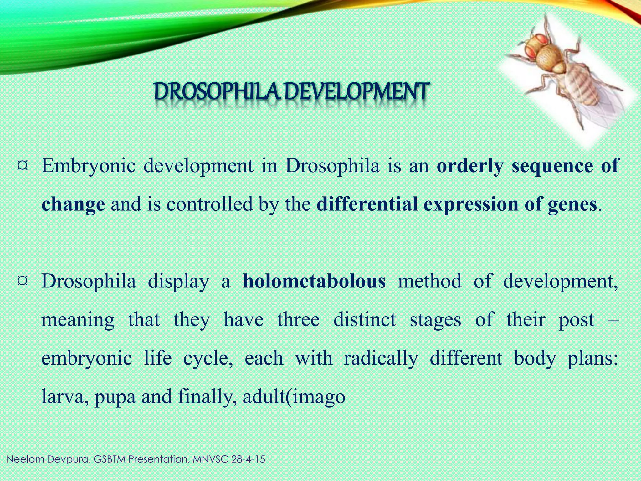 DROSOPHILADEVELOPMENT
¤ Embryonic development in Drosophila is an orderly sequence of
change and is controlled by the differential expression of genes.
¤ Drosophila display a holometabolous method of development,
meaning that they have three distinct stages of their post –
embryonic life cycle, each with radically different body plans:
larva, pupa and finally, adult(imago
Neelam Devpura, GSBTM Presentation, MNVSC 28-4-15
 