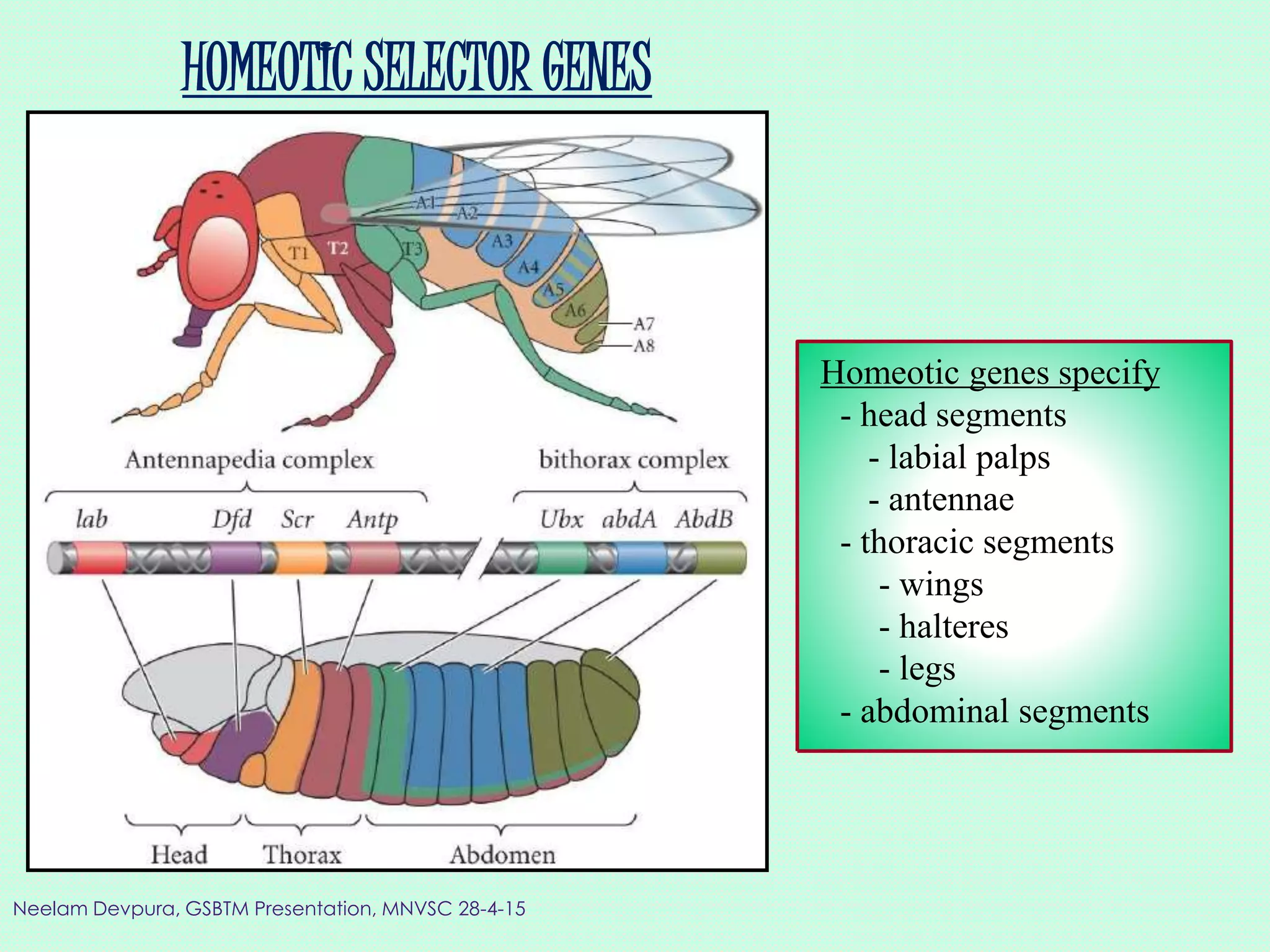 HOMEOTIC SELECTOR GENES
Homeotic genes specify
- head segments
- labial palps
- antennae
- thoracic segments
- wings
- halteres
- legs
- abdominal segments
Neelam Devpura, GSBTM Presentation, MNVSC 28-4-15
 