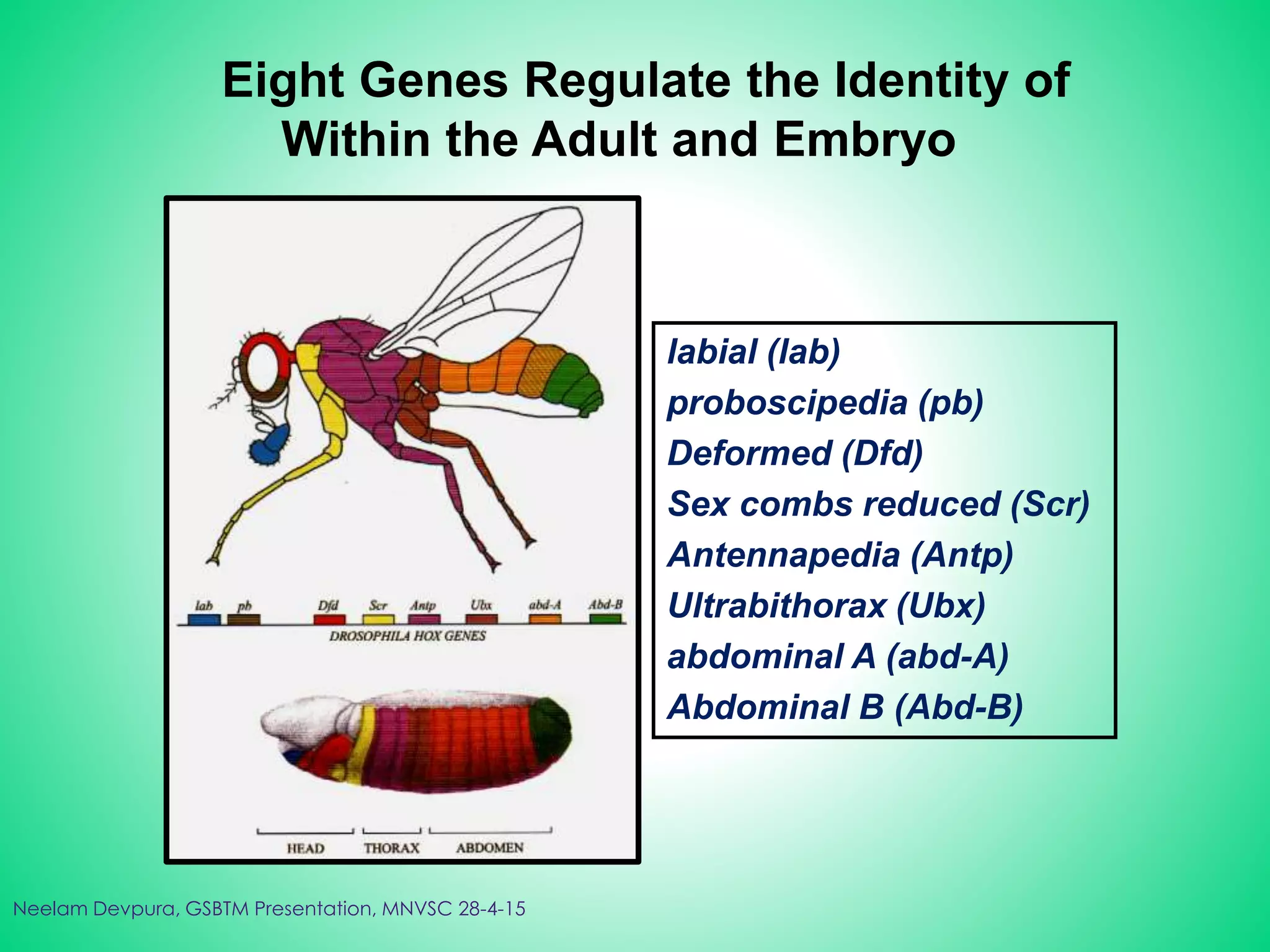 Eight Genes Regulate the Identity of
Within the Adult and Embryo
labial (lab)
proboscipedia (pb)
Deformed (Dfd)
Sex combs reduced (Scr)
Antennapedia (Antp)
Ultrabithorax (Ubx)
abdominal A (abd-A)
Abdominal B (Abd-B)
Neelam Devpura, GSBTM Presentation, MNVSC 28-4-15
 