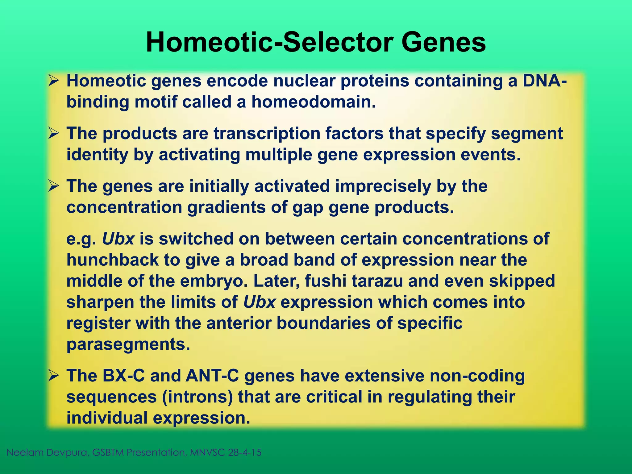  Homeotic genes encode nuclear proteins containing a DNA-
binding motif called a homeodomain.
 The products are transcription factors that specify segment
identity by activating multiple gene expression events.
 The genes are initially activated imprecisely by the
concentration gradients of gap gene products.
e.g. Ubx is switched on between certain concentrations of
hunchback to give a broad band of expression near the
middle of the embryo. Later, fushi tarazu and even skipped
sharpen the limits of Ubx expression which comes into
register with the anterior boundaries of specific
parasegments.
 The BX-C and ANT-C genes have extensive non-coding
sequences (introns) that are critical in regulating their
individual expression.
Homeotic-Selector Genes
Neelam Devpura, GSBTM Presentation, MNVSC 28-4-15
 