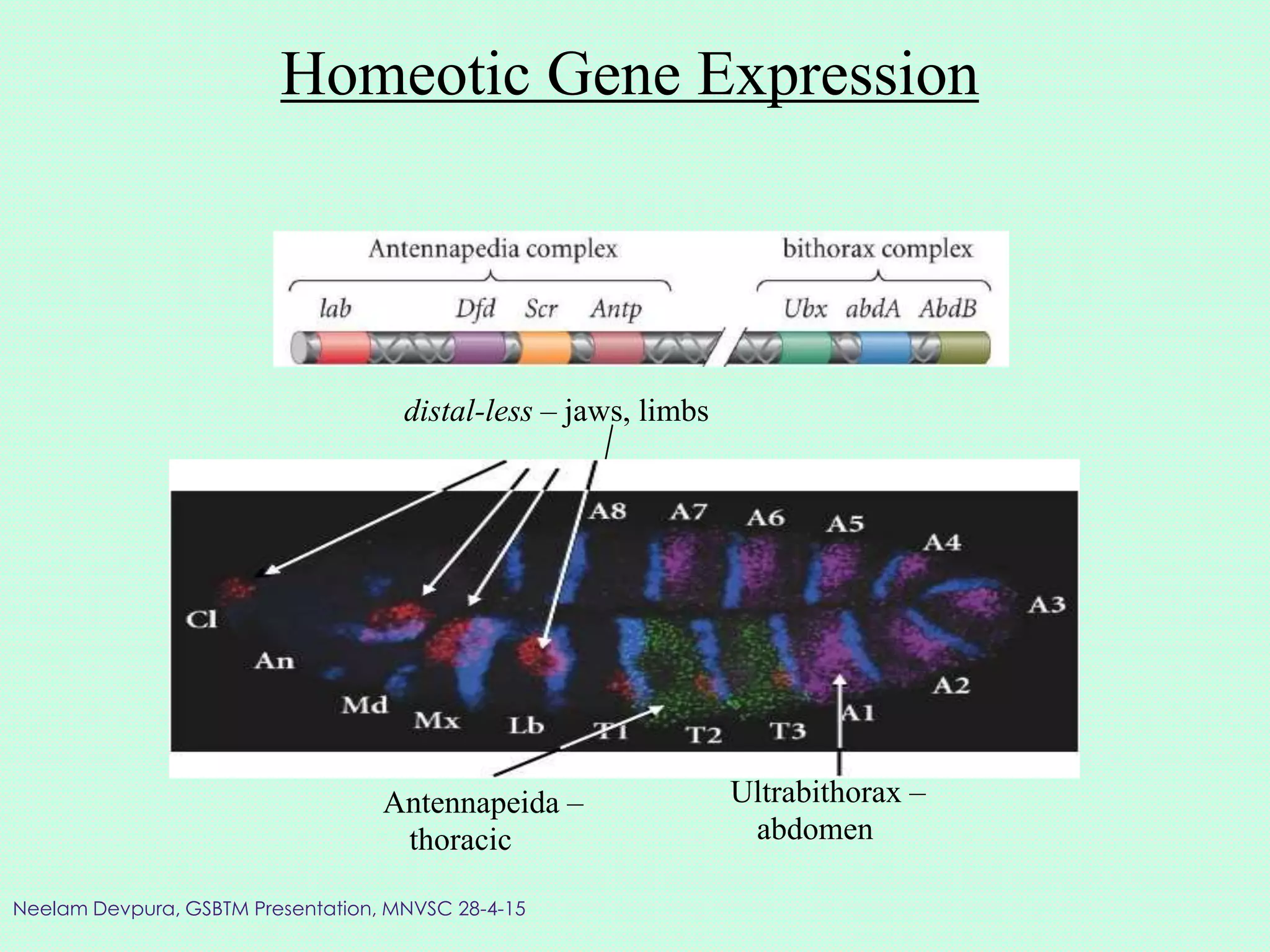 Homeotic Gene Expression
distal-less – jaws, limbs
Antennapeida –
thoracic
Ultrabithorax –
abdomen
Neelam Devpura, GSBTM Presentation, MNVSC 28-4-15
 