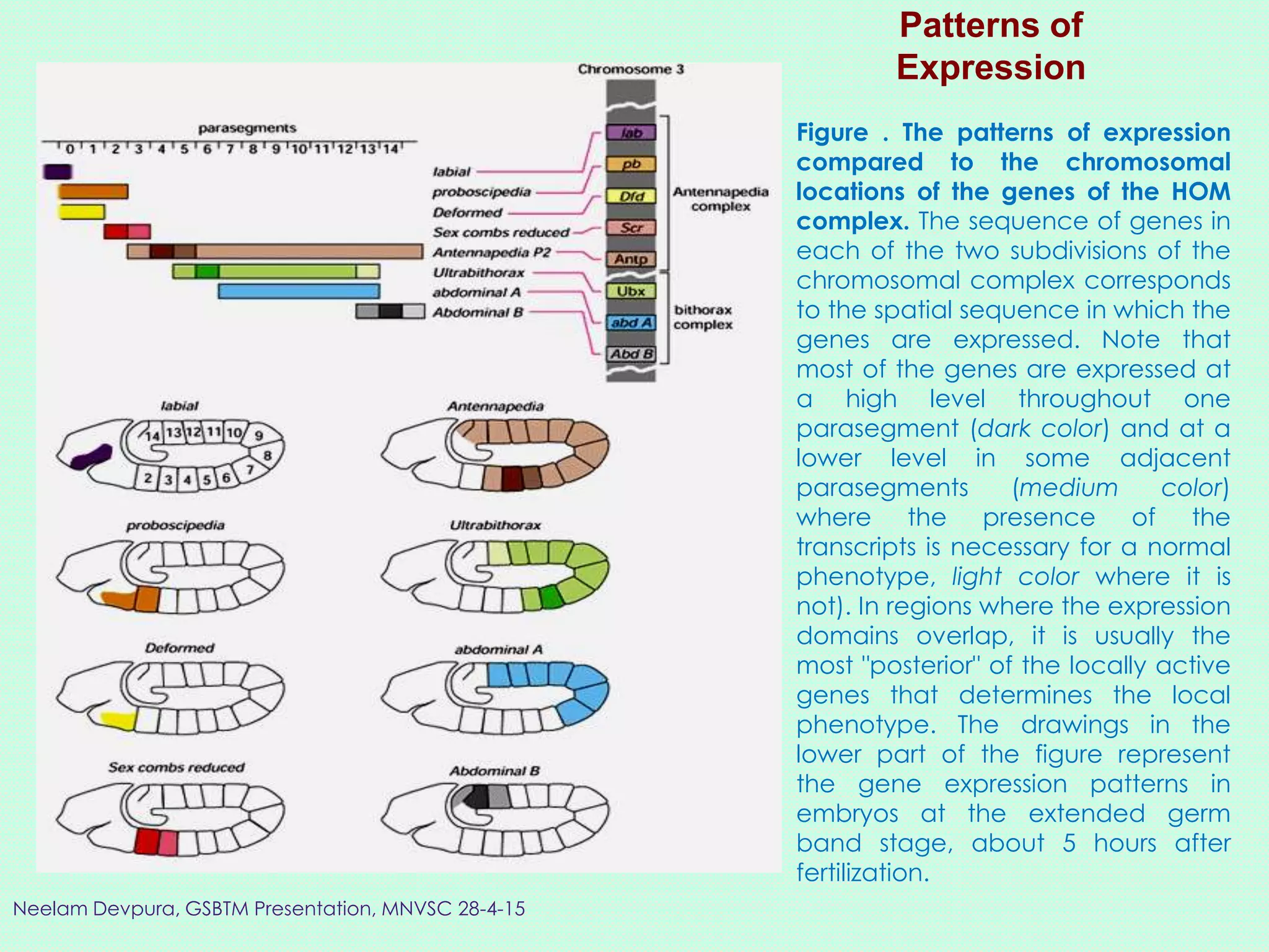Figure . The patterns of expression
compared to the chromosomal
locations of the genes of the HOM
complex. The sequence of genes in
each of the two subdivisions of the
chromosomal complex corresponds
to the spatial sequence in which the
genes are expressed. Note that
most of the genes are expressed at
a high level throughout one
parasegment (dark color) and at a
lower level in some adjacent
parasegments (medium color)
where the presence of the
transcripts is necessary for a normal
phenotype, light color where it is
not). In regions where the expression
domains overlap, it is usually the
most "posterior" of the locally active
genes that determines the local
phenotype. The drawings in the
lower part of the figure represent
the gene expression patterns in
embryos at the extended germ
band stage, about 5 hours after
fertilization.
Patterns of
Expression
Neelam Devpura, GSBTM Presentation, MNVSC 28-4-15
 