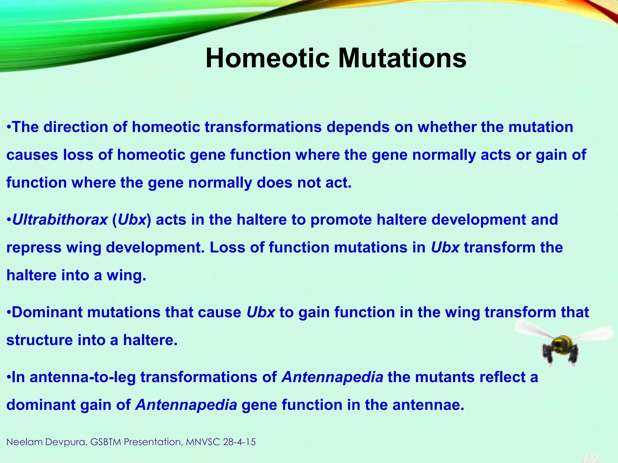•The direction of homeotic transformations depends on whether the mutation
causes loss of homeotic gene function where the gene normally acts or gain of
function where the gene normally does not act.
•Ultrabithorax (Ubx) acts in the haltere to promote haltere development and
repress wing development. Loss of function mutations in Ubx transform the
haltere into a wing.
•Dominant mutations that cause Ubx to gain function in the wing transform that
structure into a haltere.
•In antenna-to-leg transformations of Antennapedia the mutants reflect a
dominant gain of Antennapedia gene function in the antennae.
Homeotic Mutations
Neelam Devpura, GSBTM Presentation, MNVSC 28-4-15
 