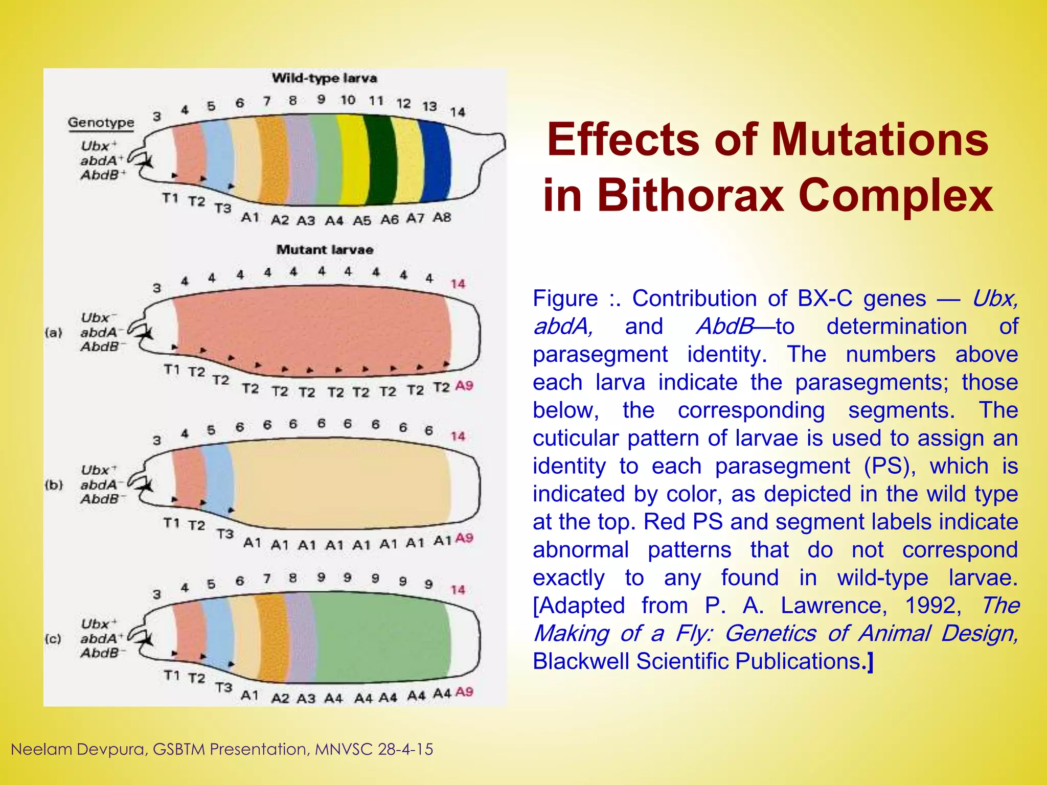Figure :. Contribution of BX-C genes — Ubx,
abdA, and AbdB—to determination of
parasegment identity. The numbers above
each larva indicate the parasegments; those
below, the corresponding segments. The
cuticular pattern of larvae is used to assign an
identity to each parasegment (PS), which is
indicated by color, as depicted in the wild type
at the top. Red PS and segment labels indicate
abnormal patterns that do not correspond
exactly to any found in wild-type larvae.
[Adapted from P. A. Lawrence, 1992, The
Making of a Fly: Genetics of Animal Design,
Blackwell Scientific Publications.]
Effects of Mutations
in Bithorax Complex
Neelam Devpura, GSBTM Presentation, MNVSC 28-4-15
 