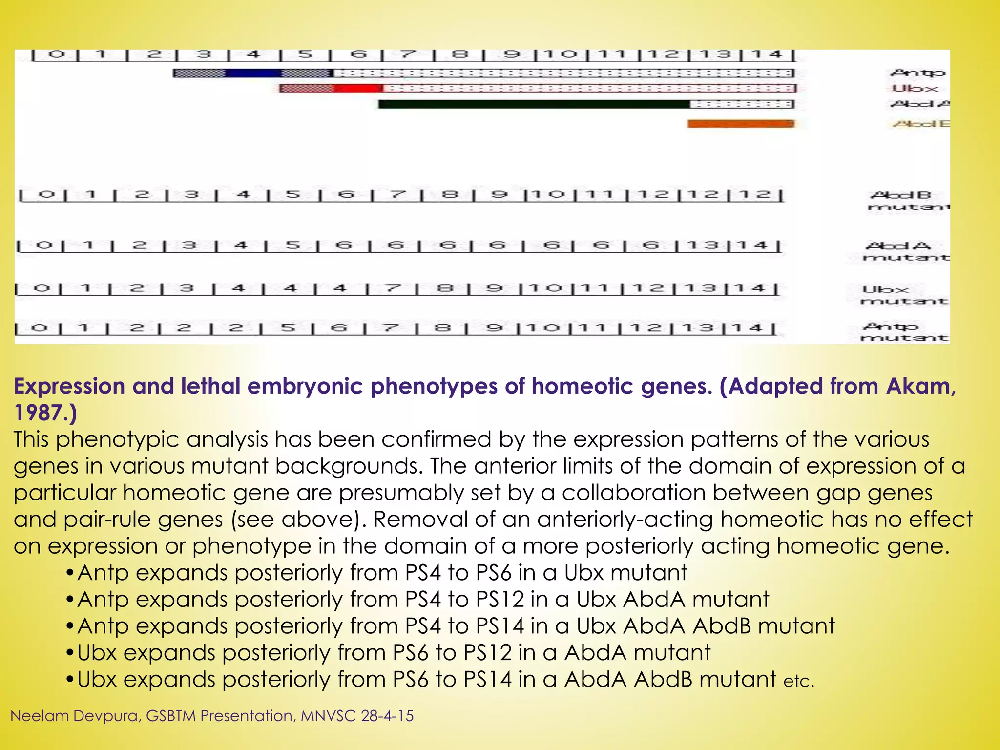 Expression and lethal embryonic phenotypes of homeotic genes. (Adapted from Akam,
1987.)
This phenotypic analysis has been confirmed by the expression patterns of the various
genes in various mutant backgrounds. The anterior limits of the domain of expression of a
particular homeotic gene are presumably set by a collaboration between gap genes
and pair-rule genes (see above). Removal of an anteriorly-acting homeotic has no effect
on expression or phenotype in the domain of a more posteriorly acting homeotic gene.
•Antp expands posteriorly from PS4 to PS6 in a Ubx mutant
•Antp expands posteriorly from PS4 to PS12 in a Ubx AbdA mutant
•Antp expands posteriorly from PS4 to PS14 in a Ubx AbdA AbdB mutant
•Ubx expands posteriorly from PS6 to PS12 in a AbdA mutant
•Ubx expands posteriorly from PS6 to PS14 in a AbdA AbdB mutant etc.
Neelam Devpura, GSBTM Presentation, MNVSC 28-4-15
 
