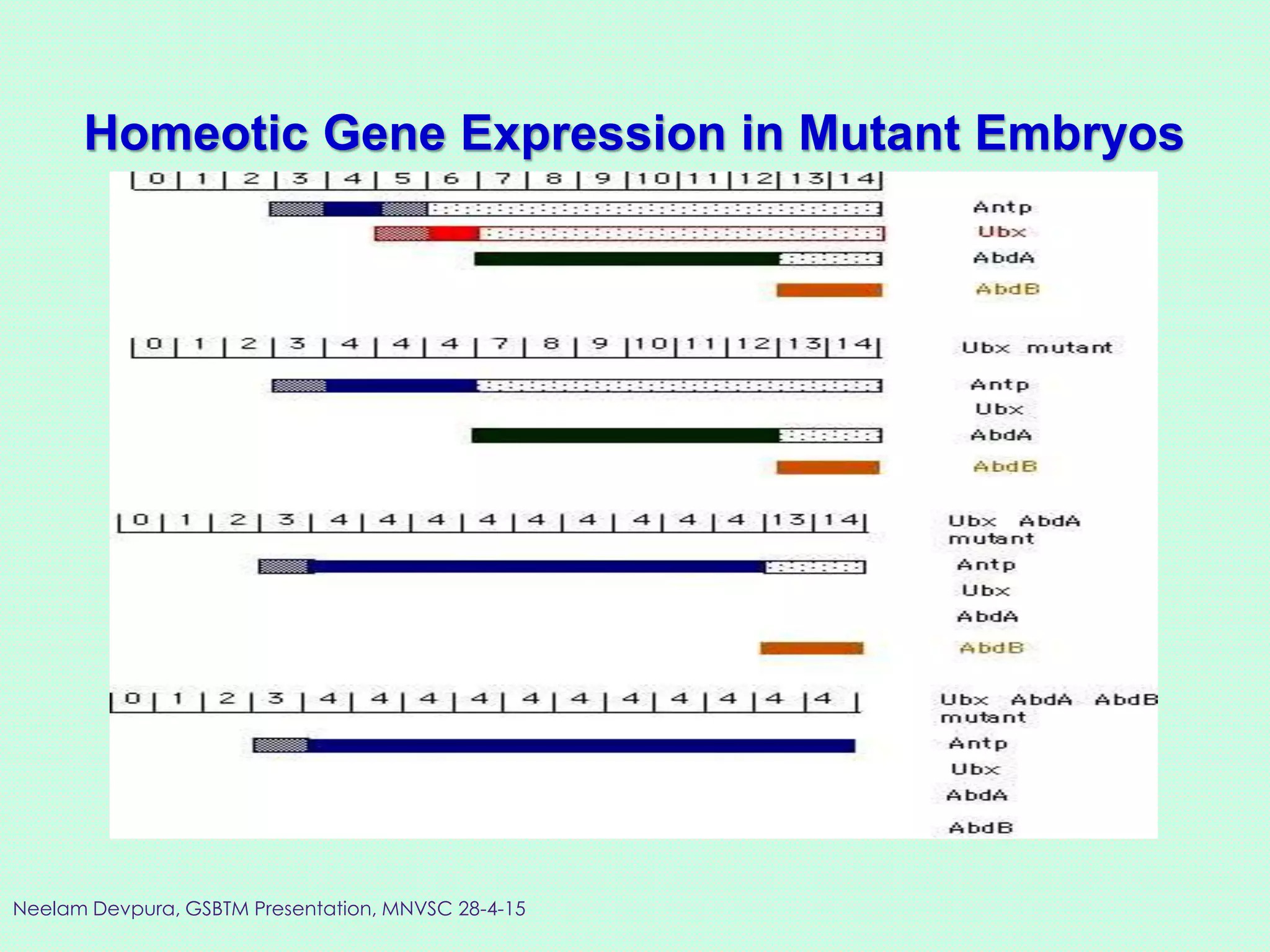 Homeotic Gene Expression in Mutant Embryos
Neelam Devpura, GSBTM Presentation, MNVSC 28-4-15
 