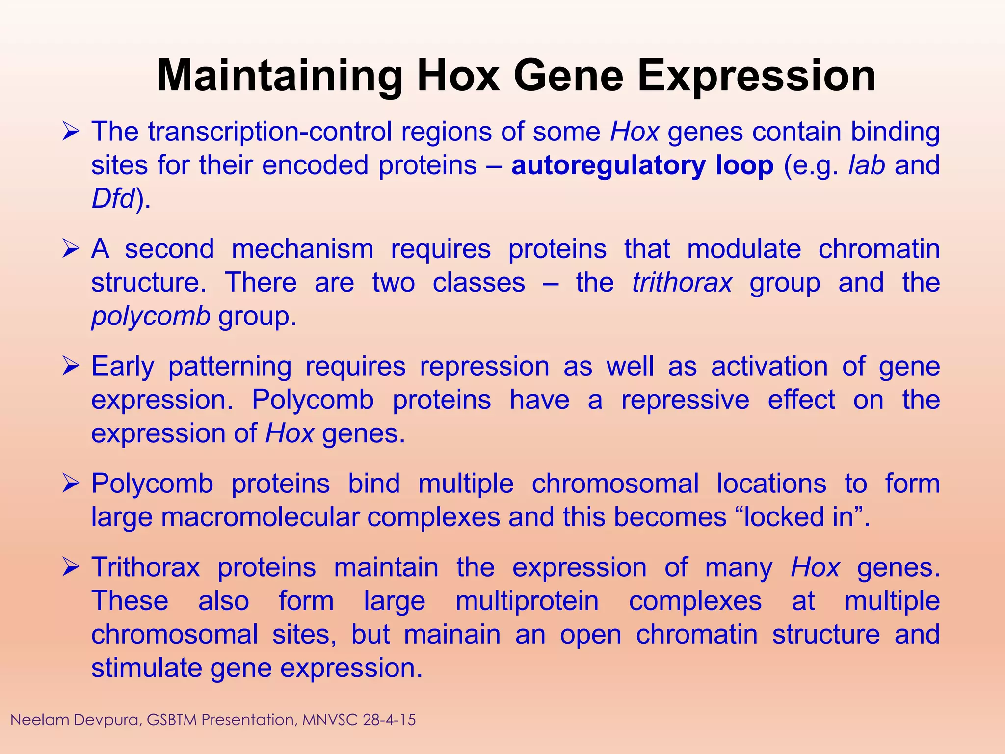 Maintaining Hox Gene Expression
 The transcription-control regions of some Hox genes contain binding
sites for their encoded proteins – autoregulatory loop (e.g. lab and
Dfd).
 A second mechanism requires proteins that modulate chromatin
structure. There are two classes – the trithorax group and the
polycomb group.
 Early patterning requires repression as well as activation of gene
expression. Polycomb proteins have a repressive effect on the
expression of Hox genes.
 Polycomb proteins bind multiple chromosomal locations to form
large macromolecular complexes and this becomes “locked in”.
 Trithorax proteins maintain the expression of many Hox genes.
These also form large multiprotein complexes at multiple
chromosomal sites, but mainain an open chromatin structure and
stimulate gene expression.
Neelam Devpura, GSBTM Presentation, MNVSC 28-4-15
 