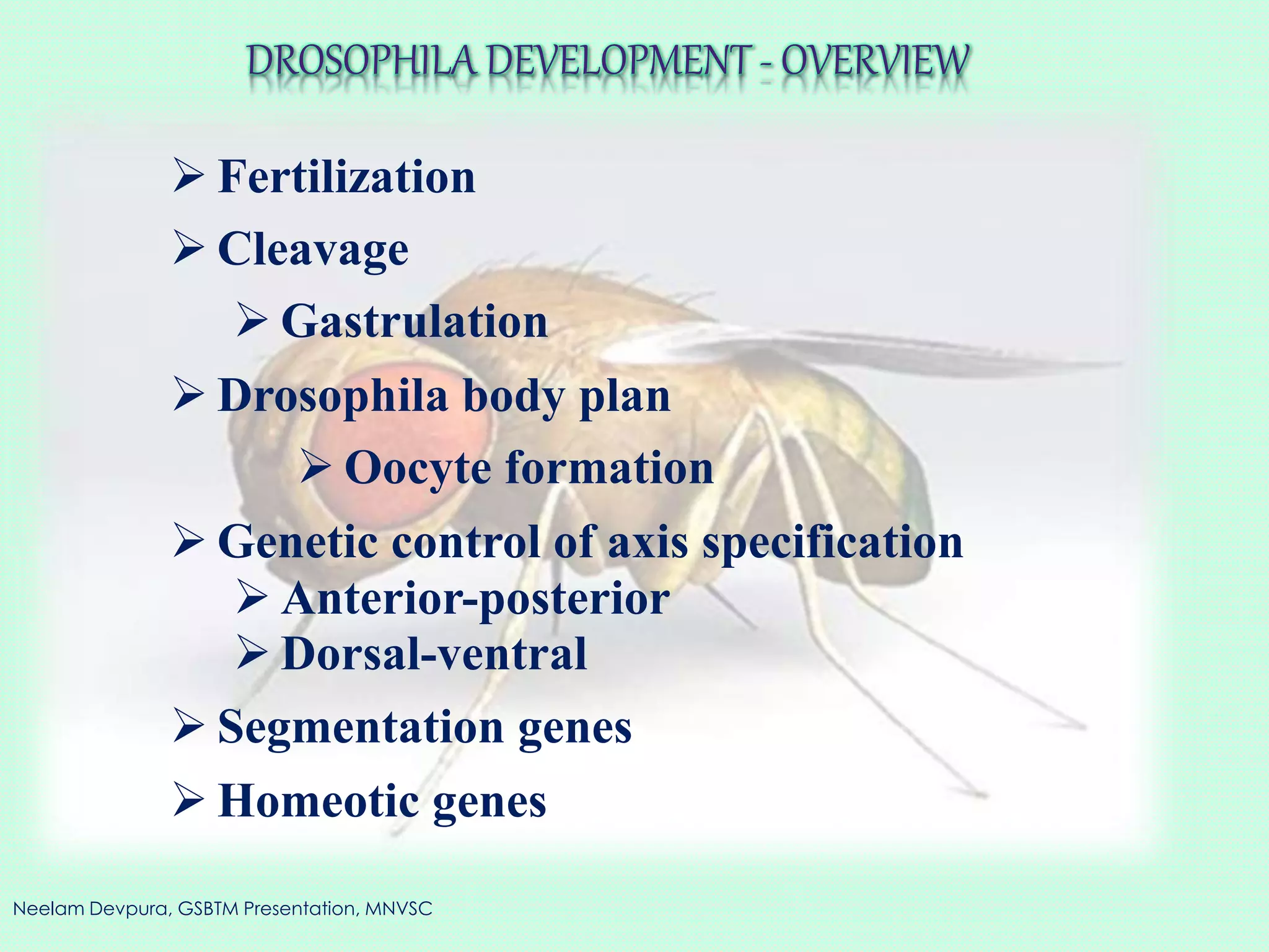 Neelam Devpura, GSBTM Presentation, MNVSC
DROSOPHILA DEVELOPMENT - OVERVIEW
 Cleavage
 Fertilization
 Gastrulation
 Drosophila body plan
 Oocyte formation
 Genetic control of axis specification
 Anterior-posterior
 Dorsal-ventral
 Segmentation genes
 Homeotic genes
 