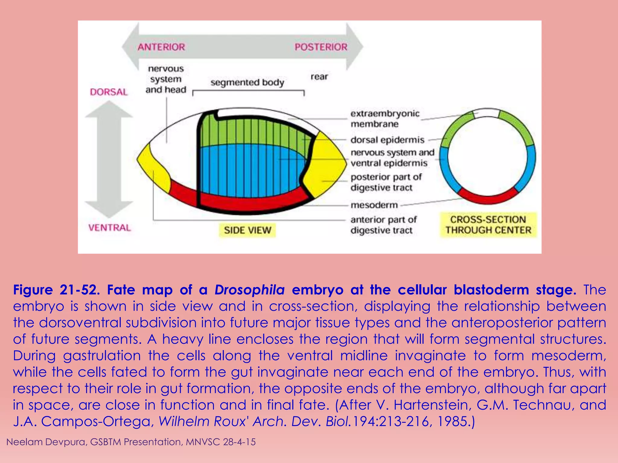 Figure 21-52. Fate map of a Drosophila embryo at the cellular blastoderm stage. The
embryo is shown in side view and in cross-section, displaying the relationship between
the dorsoventral subdivision into future major tissue types and the anteroposterior pattern
of future segments. A heavy line encloses the region that will form segmental structures.
During gastrulation the cells along the ventral midline invaginate to form mesoderm,
while the cells fated to form the gut invaginate near each end of the embryo. Thus, with
respect to their role in gut formation, the opposite ends of the embryo, although far apart
in space, are close in function and in final fate. (After V. Hartenstein, G.M. Technau, and
J.A. Campos-Ortega, Wilhelm Roux' Arch. Dev. Biol.194:213-216, 1985.)
Neelam Devpura, GSBTM Presentation, MNVSC 28-4-15
 