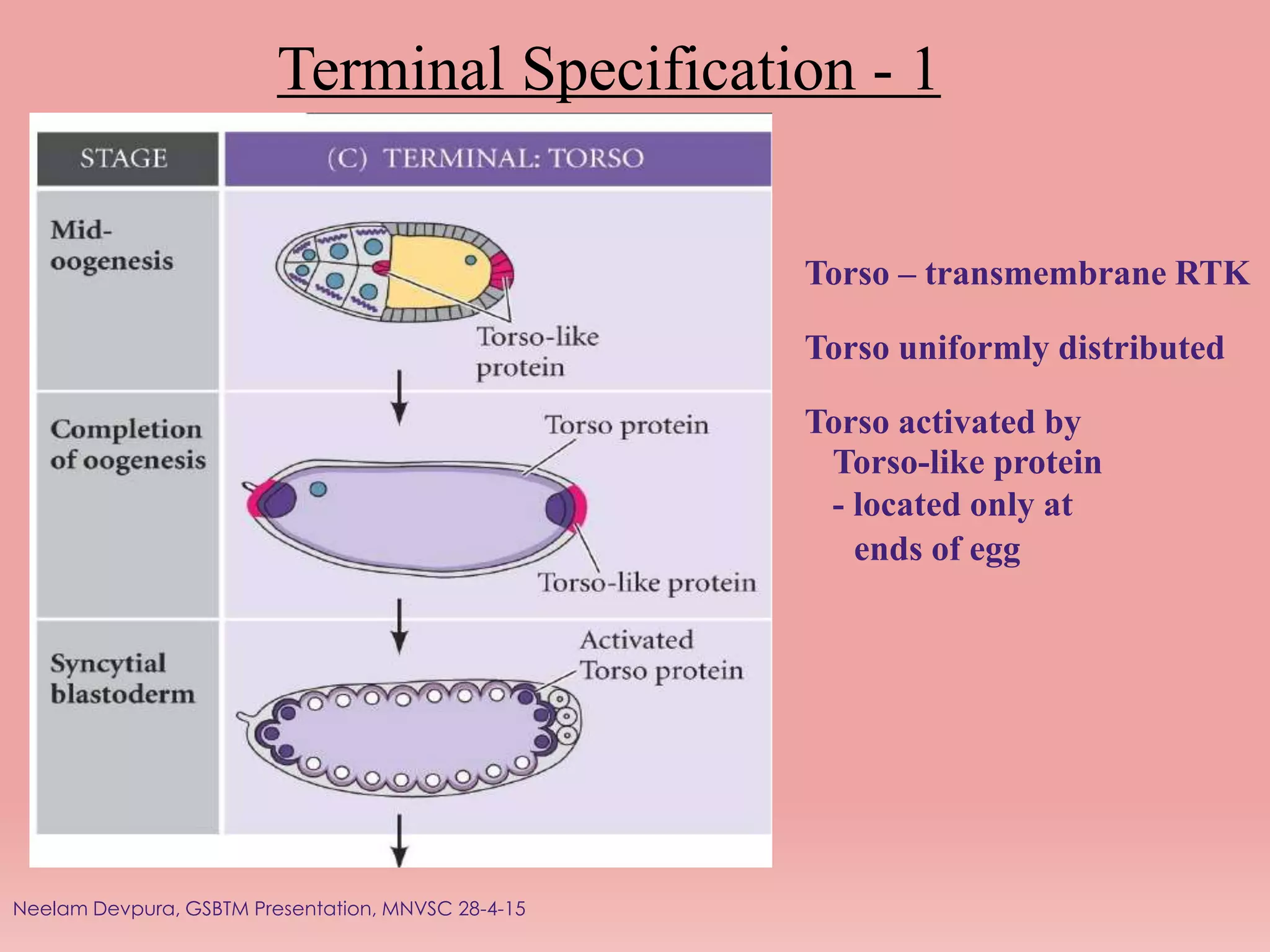Terminal Specification - 1
Torso – transmembrane RTK
Torso uniformly distributed
Torso activated by
Torso-like protein
- located only at
ends of egg
Neelam Devpura, GSBTM Presentation, MNVSC 28-4-15
 