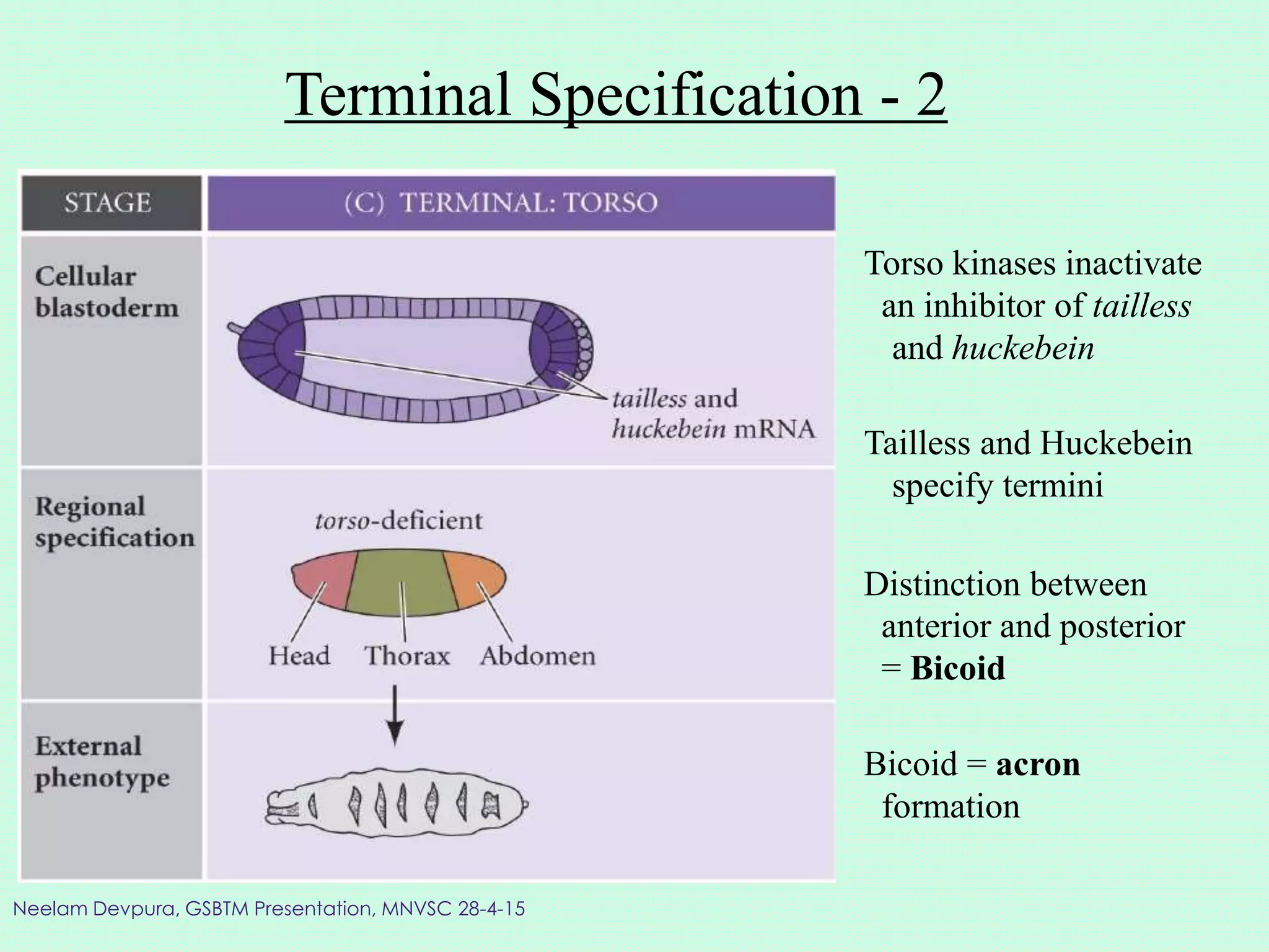 Terminal Specification - 2
Distinction between
anterior and posterior
= Bicoid
Bicoid = acron
formation
Torso kinases inactivate
an inhibitor of tailless
and huckebein
Tailless and Huckebein
specify termini
Neelam Devpura, GSBTM Presentation, MNVSC 28-4-15
 