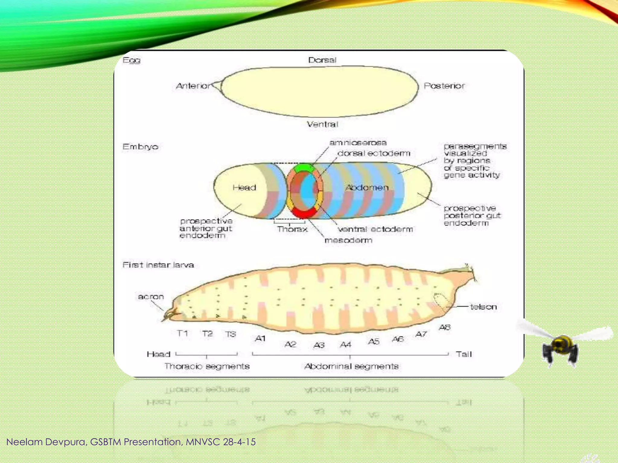 Neelam Devpura, GSBTM Presentation, MNVSC 28-4-15
 