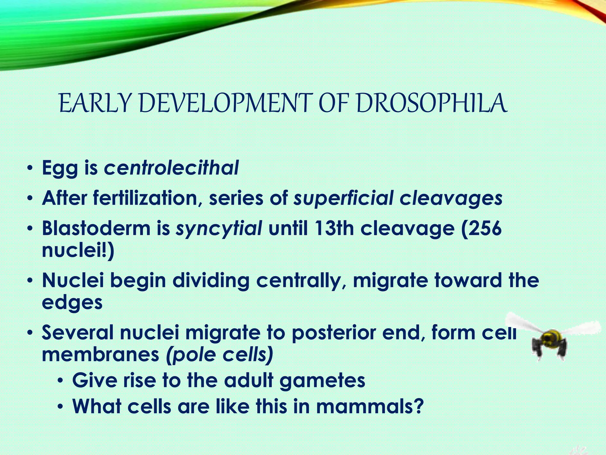 EARLY DEVELOPMENT OF DROSOPHILA
• Egg is centrolecithal
• After fertilization, series of superficial cleavages
• Blastoderm is syncytial until 13th cleavage (256
nuclei!)
• Nuclei begin dividing centrally, migrate toward the
edges
• Several nuclei migrate to posterior end, form cell
membranes (pole cells)
• Give rise to the adult gametes
• What cells are like this in mammals?
 